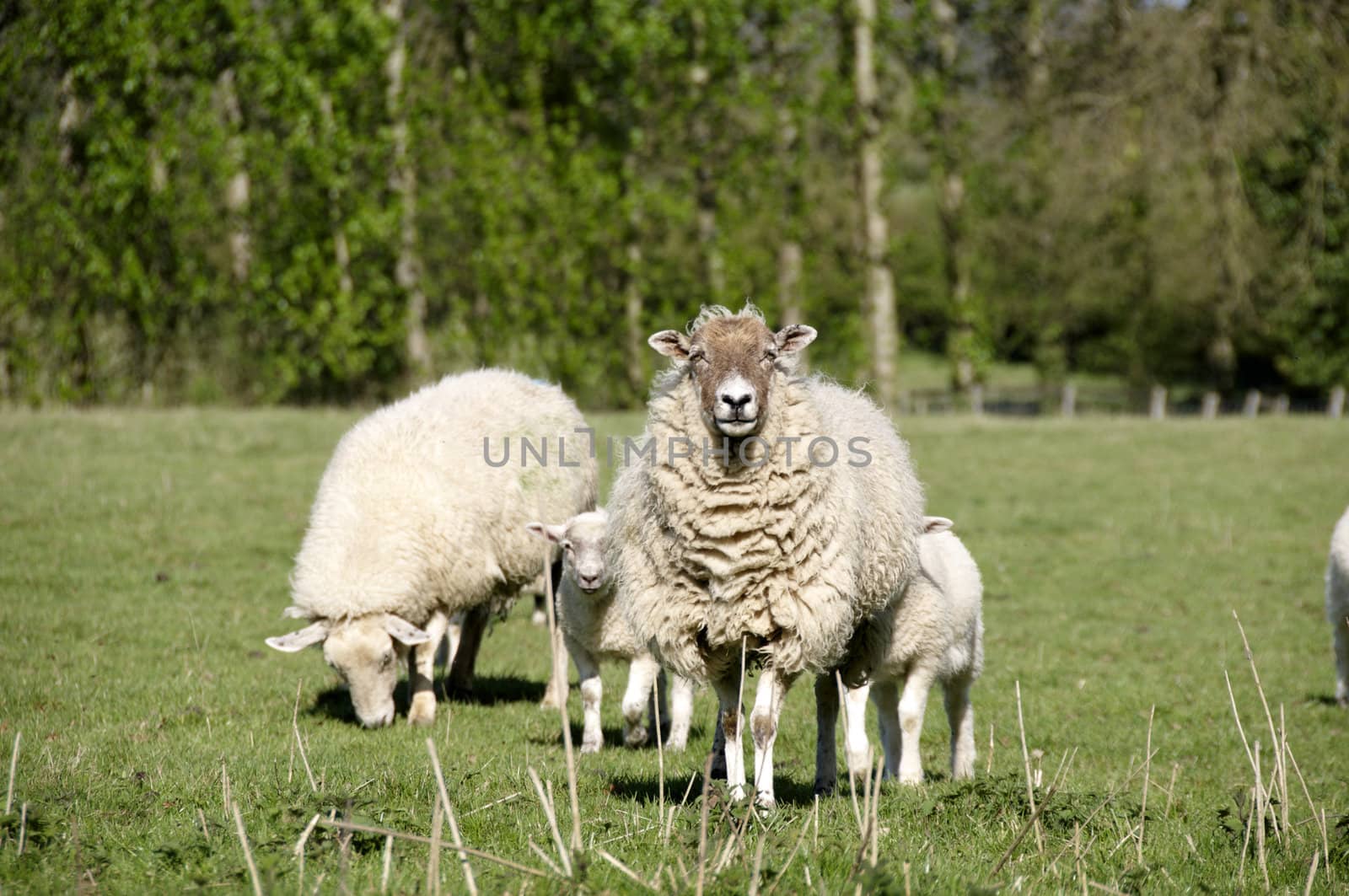 A Ewe with her lambs in a field