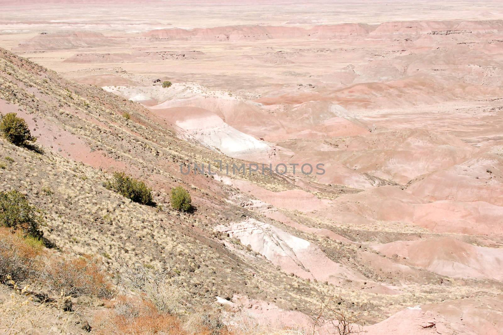 Petrified Landscape