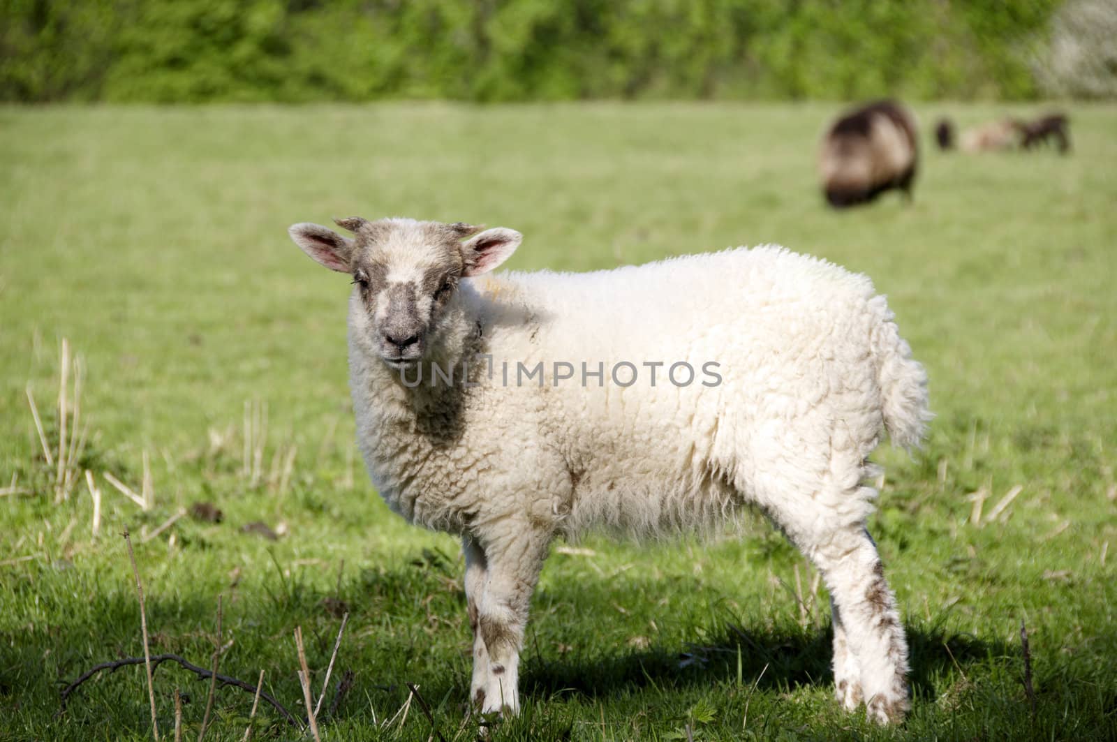 A lamb in a field in the sunshine