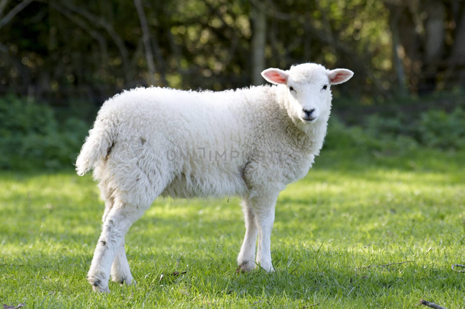 A lamb in a field in the sunshine