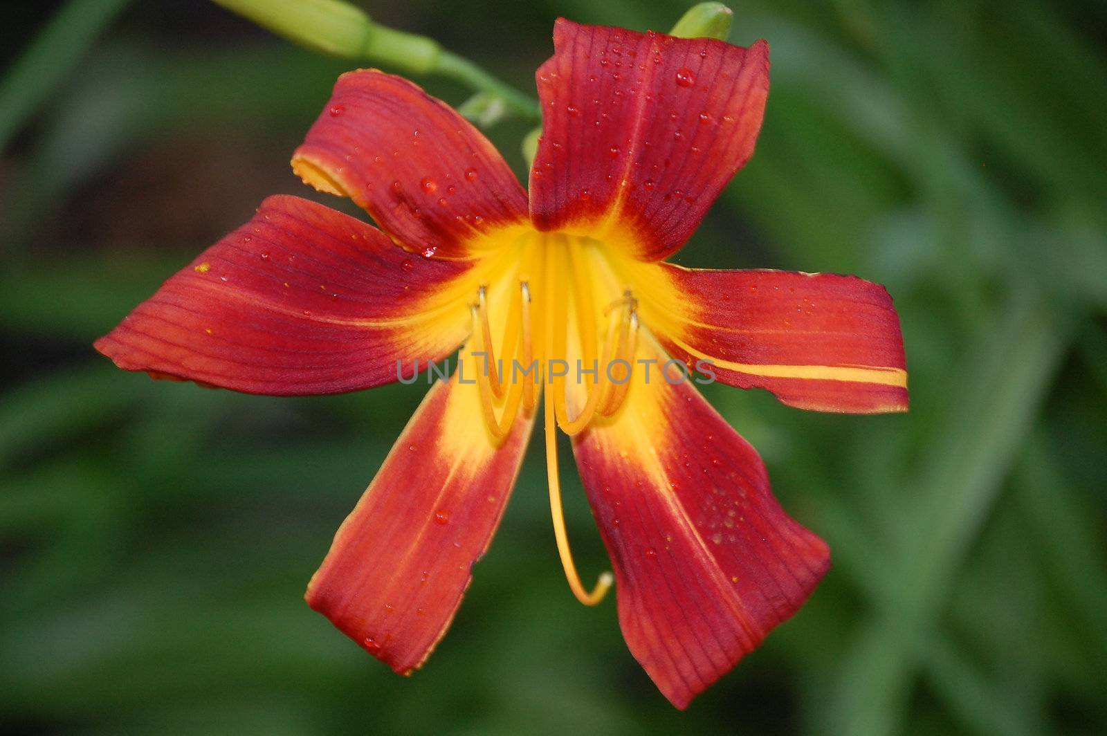 Orange Red Flower by RefocusPhoto