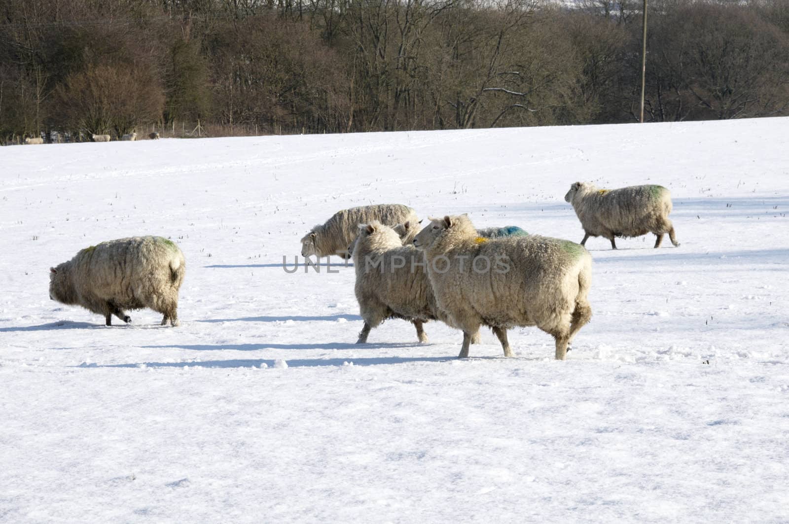 A flock of sheep in field of snow in winter