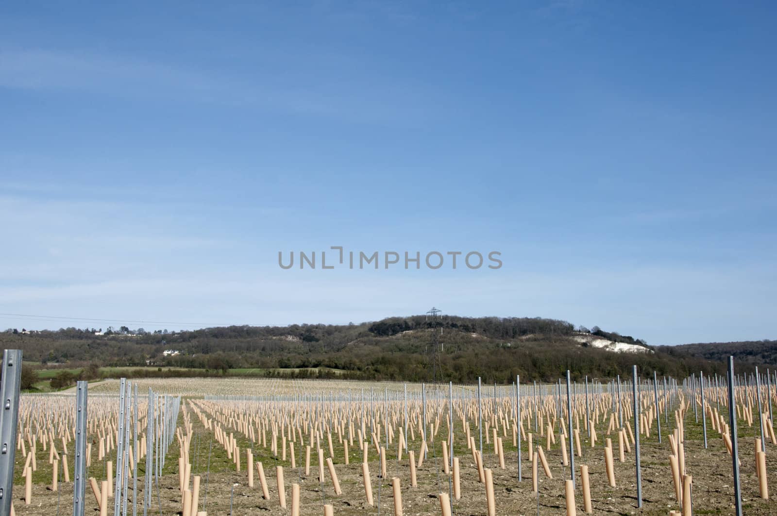 Rows of newly planted grape vines in Kent