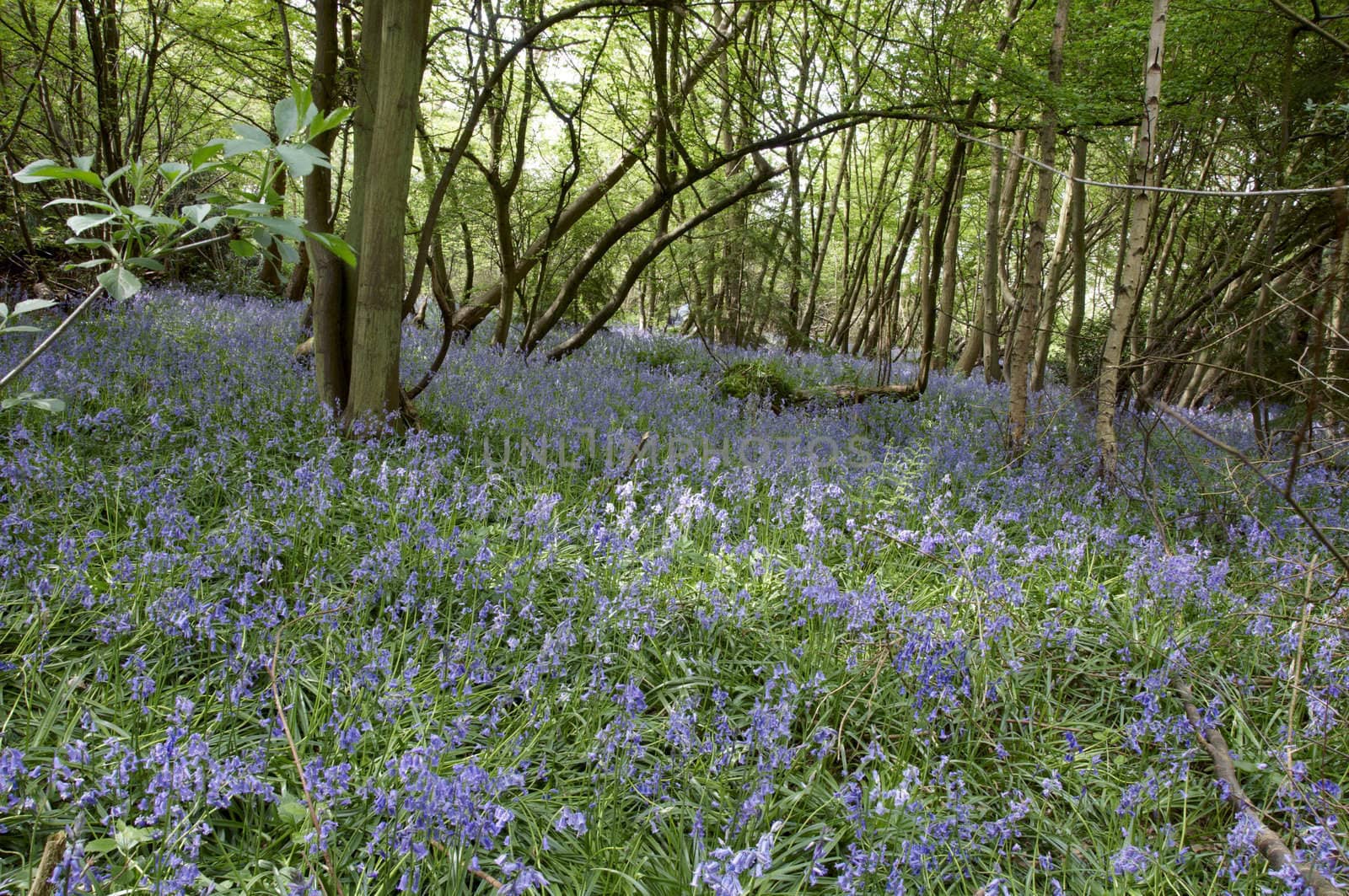 A view of bluebells in a wood at spring time
