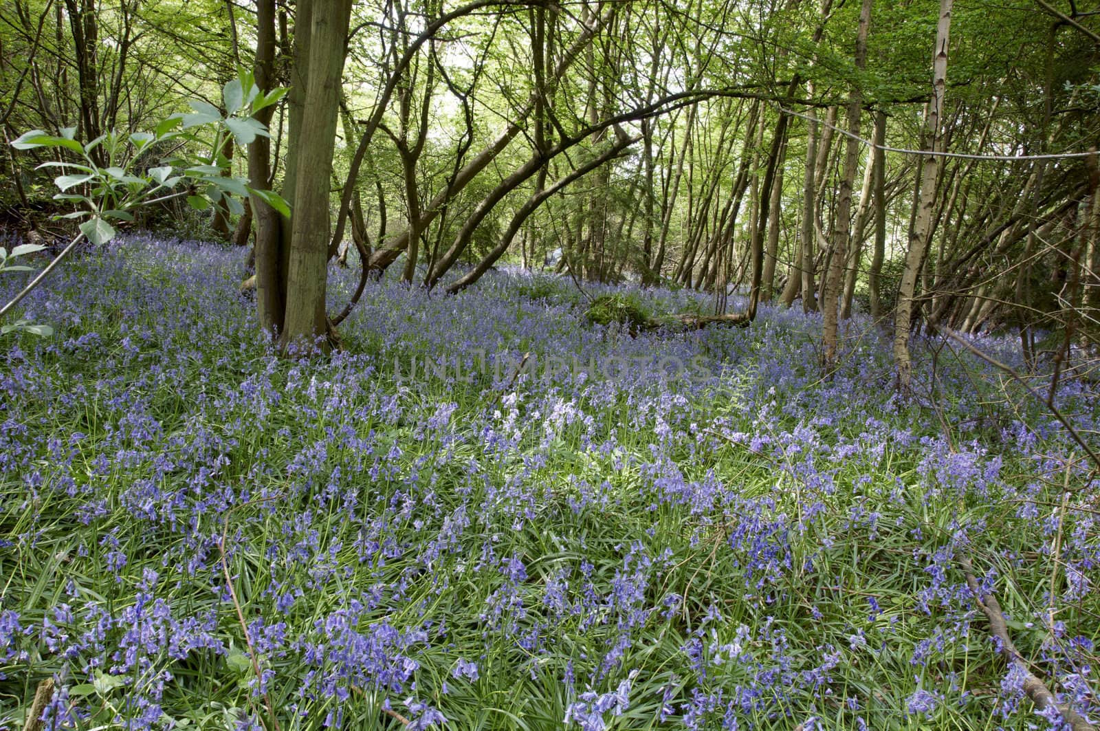 Bluebells by mbtaichi