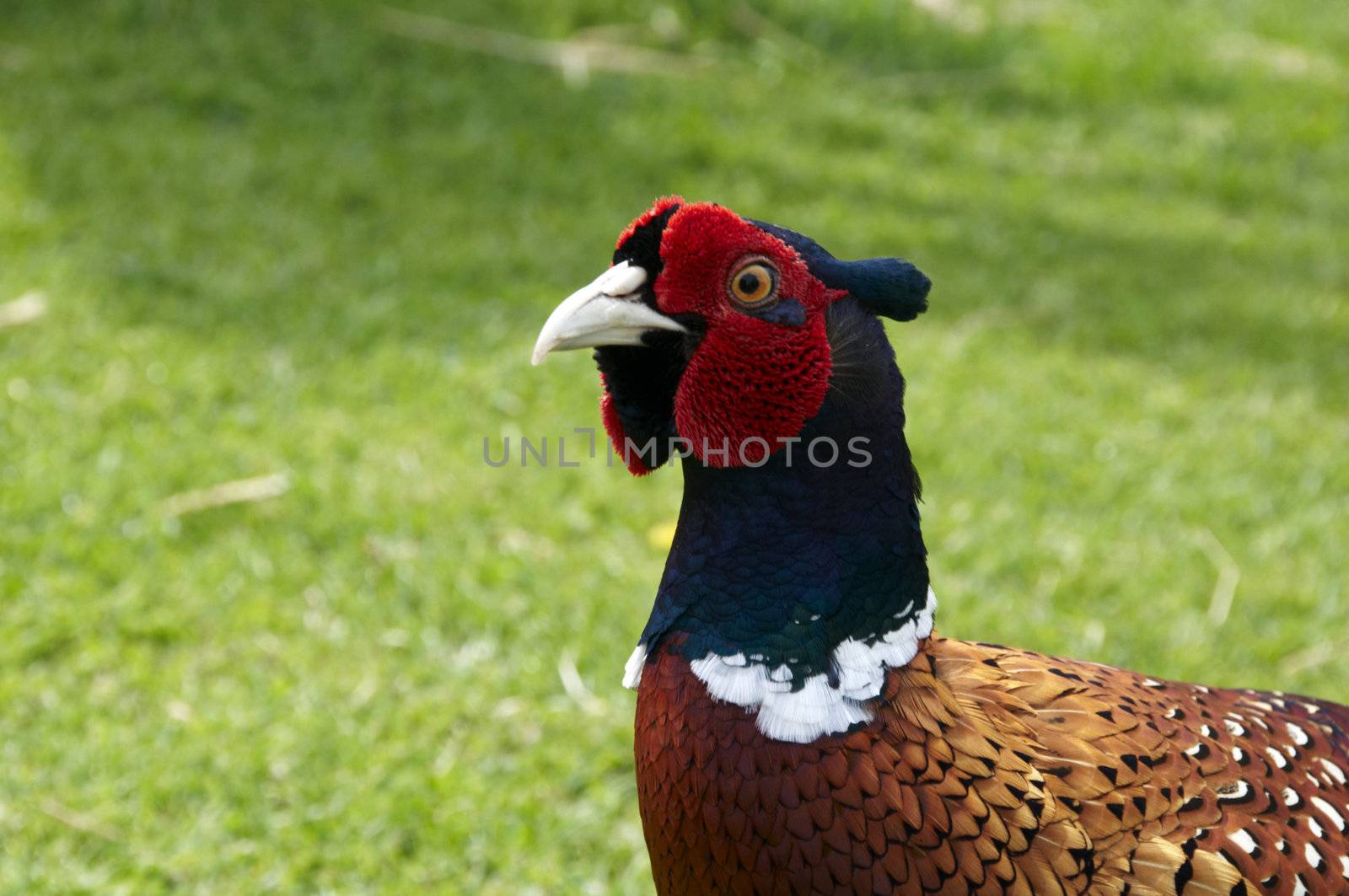 A Pheasant with grass in the background