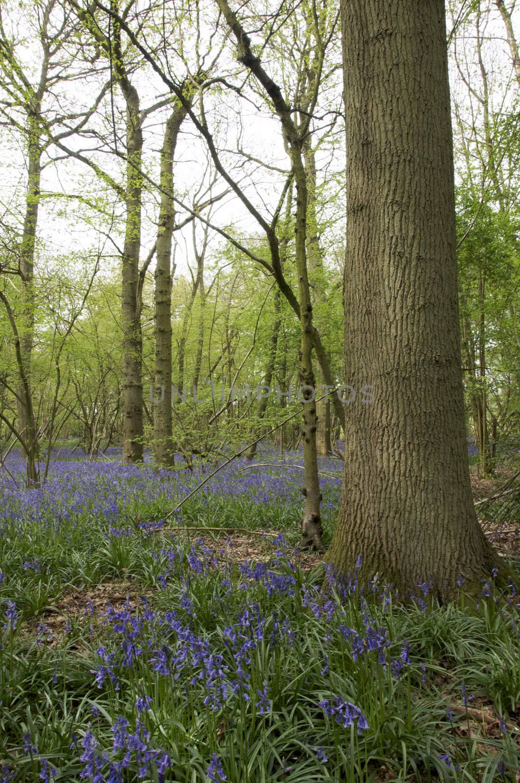 Bluebells by mbtaichi