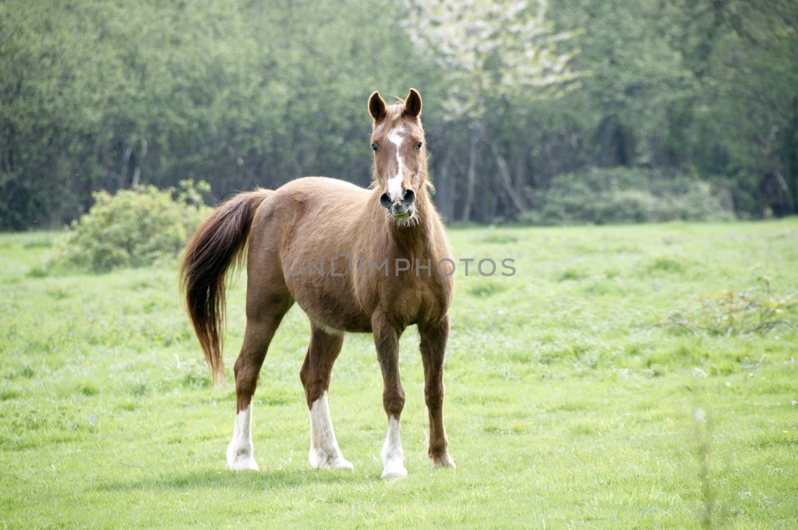 A brown horse in a field with trees in the background