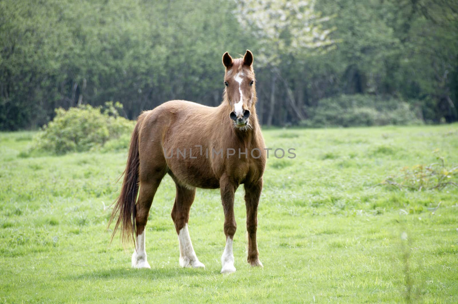 A brown horse in a field with trees in the background