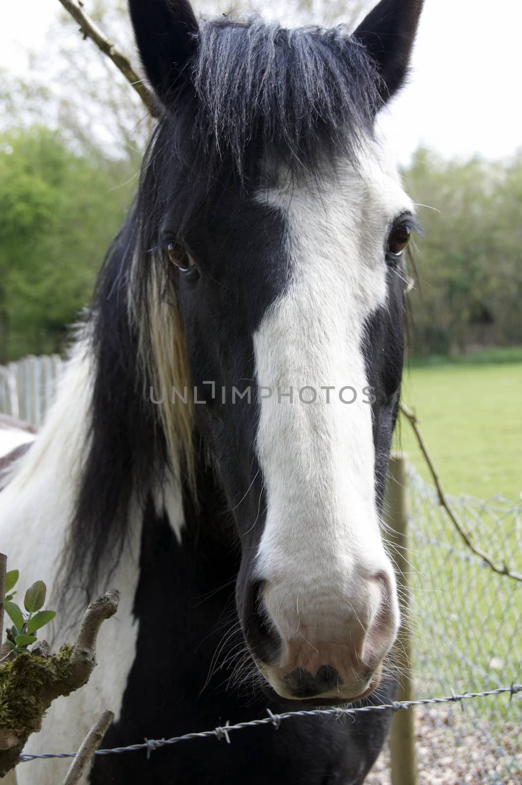 A black and white horse looking over a fence