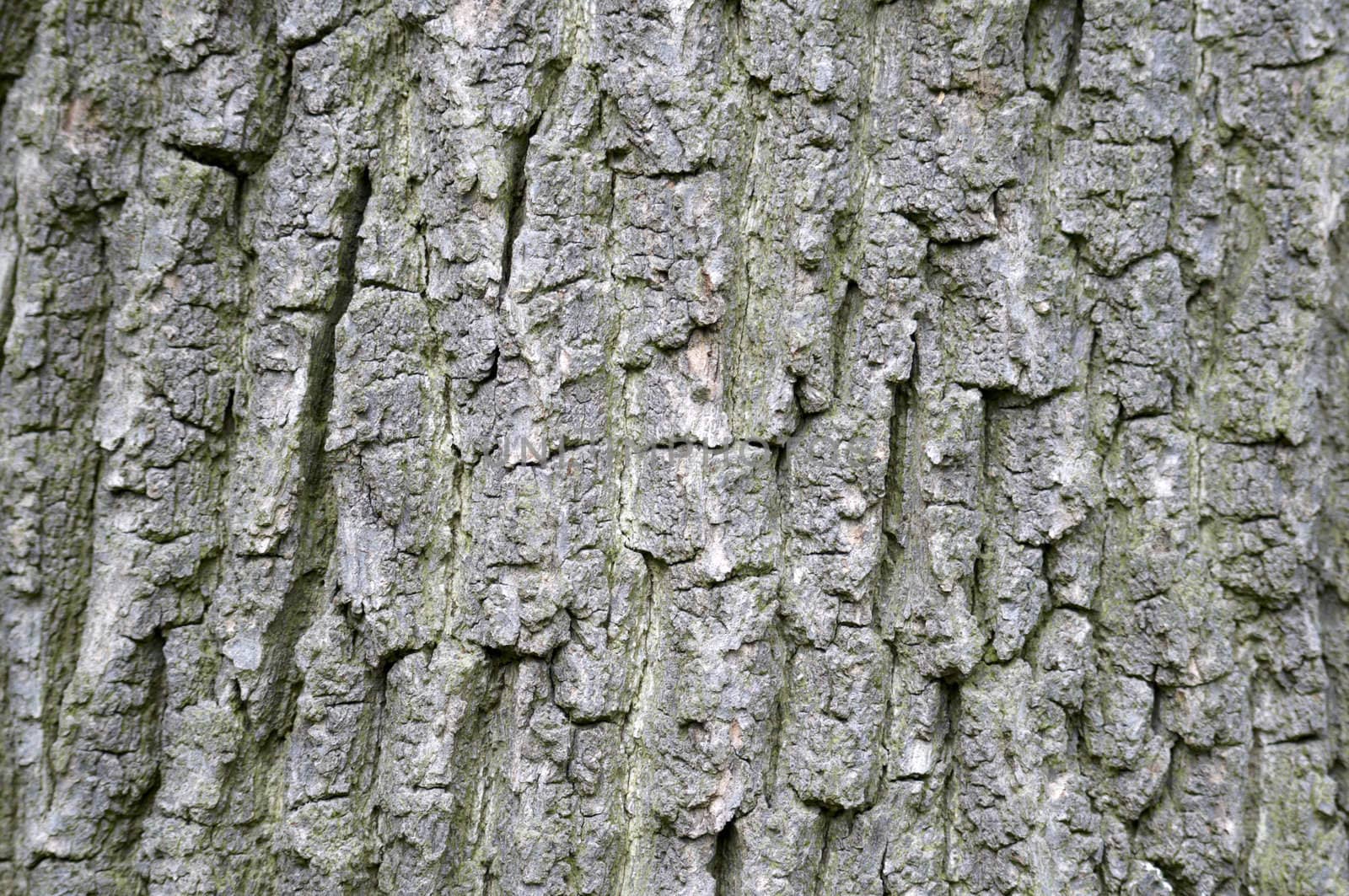 Close up detail of the texture on a tree trunk