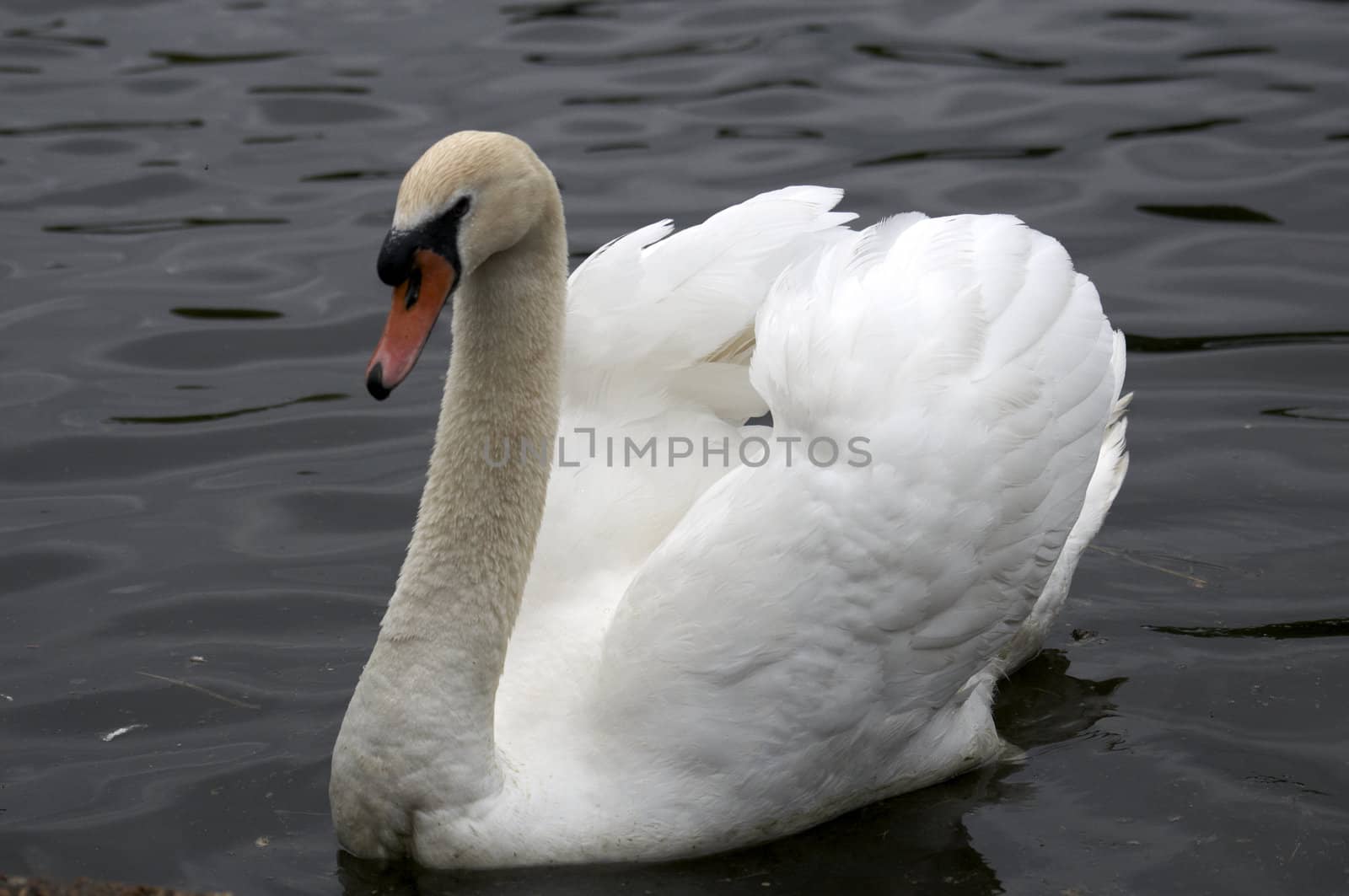 Mute swan by mbtaichi