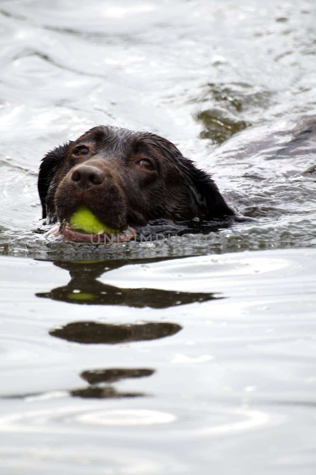 A dog swimming in the water with a ball in its mouth