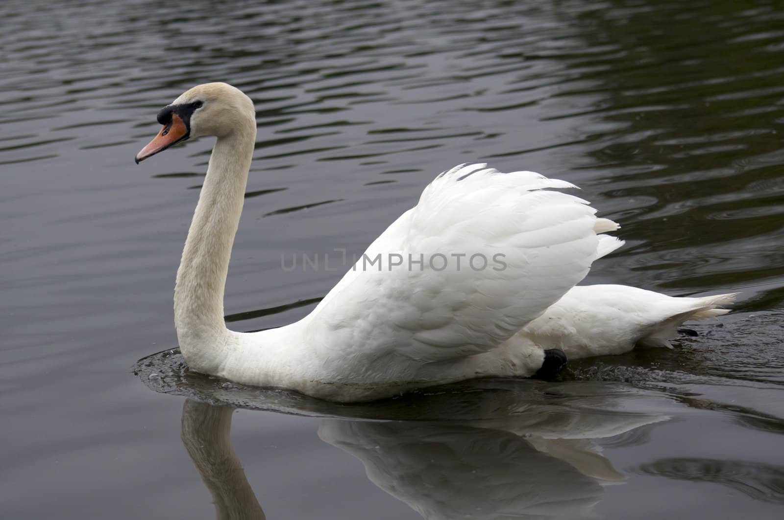 Mute swan by mbtaichi