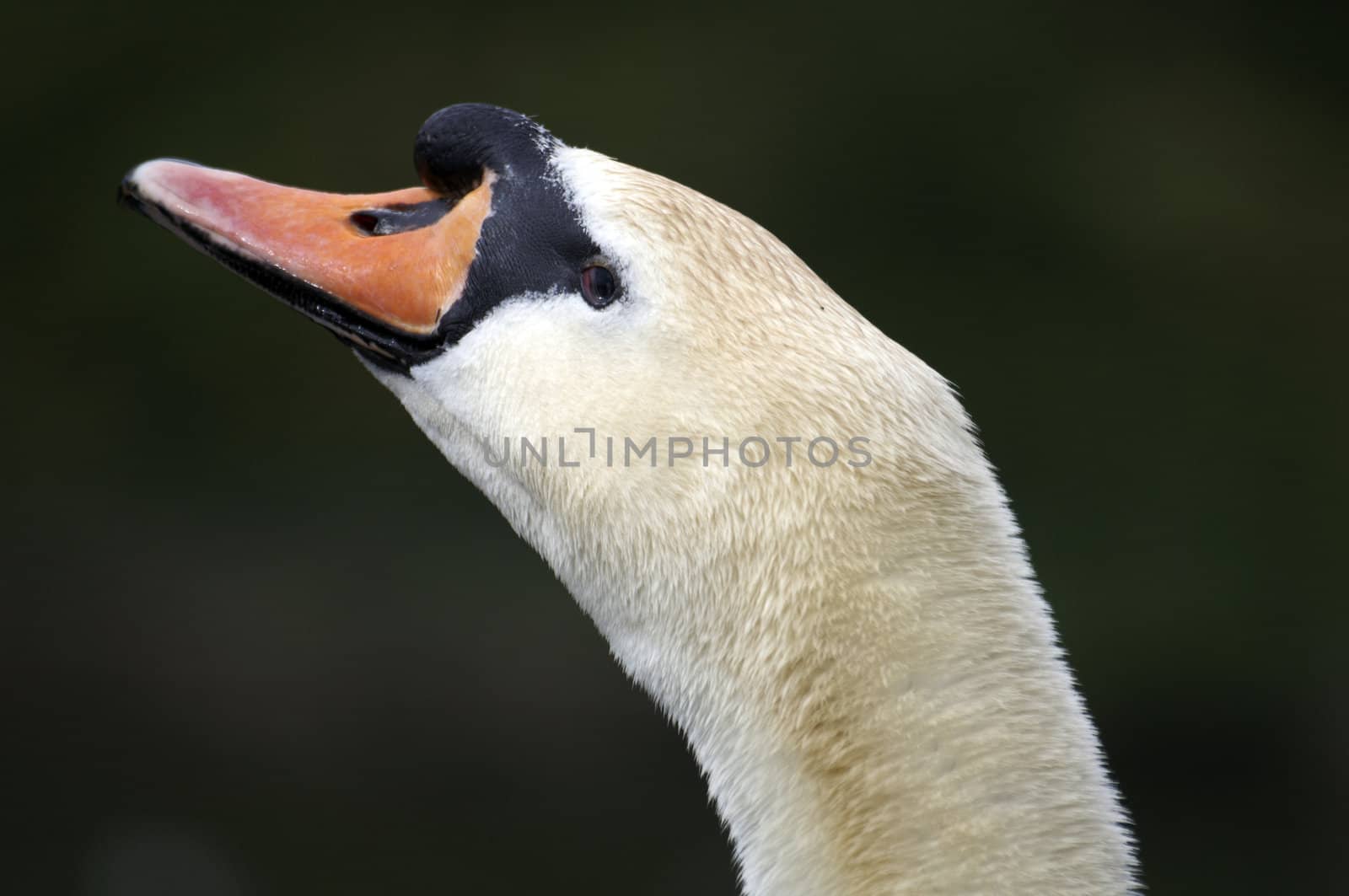 The head of a mute swan with water in the background