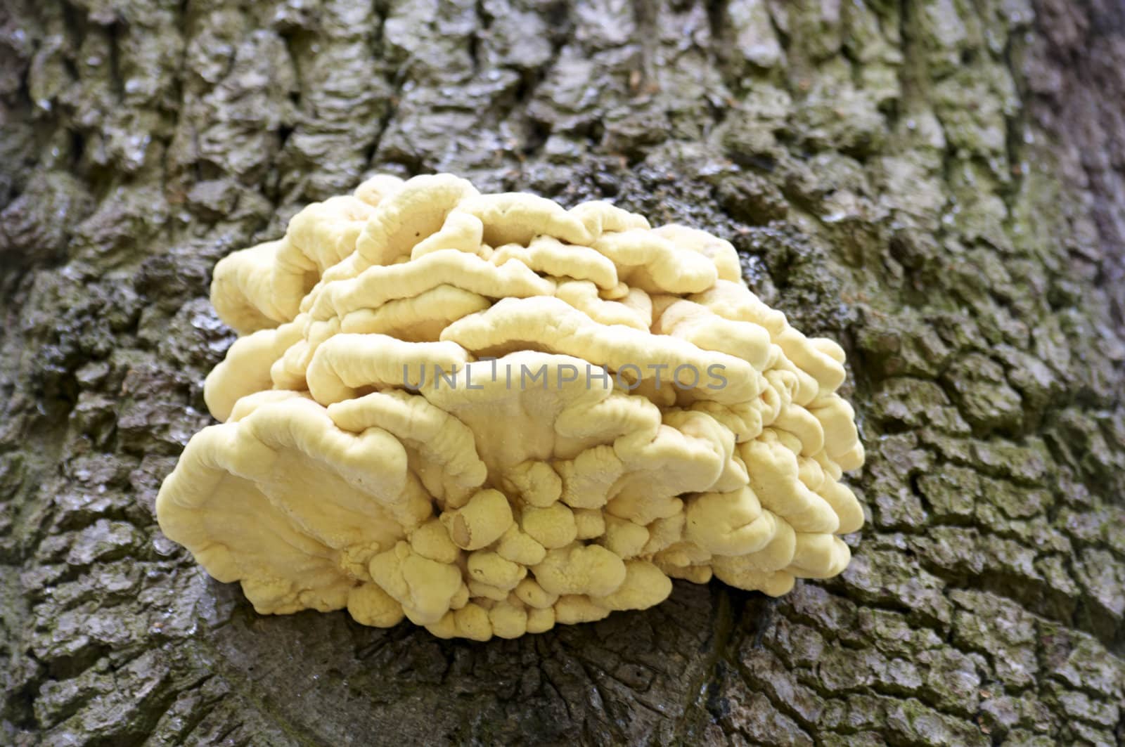 Detail of some fungus growing on a tree trunk