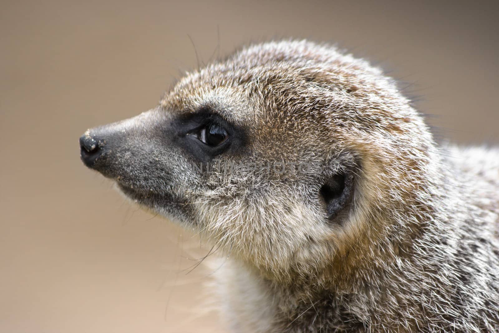 Meerkat in side angle view by Colette