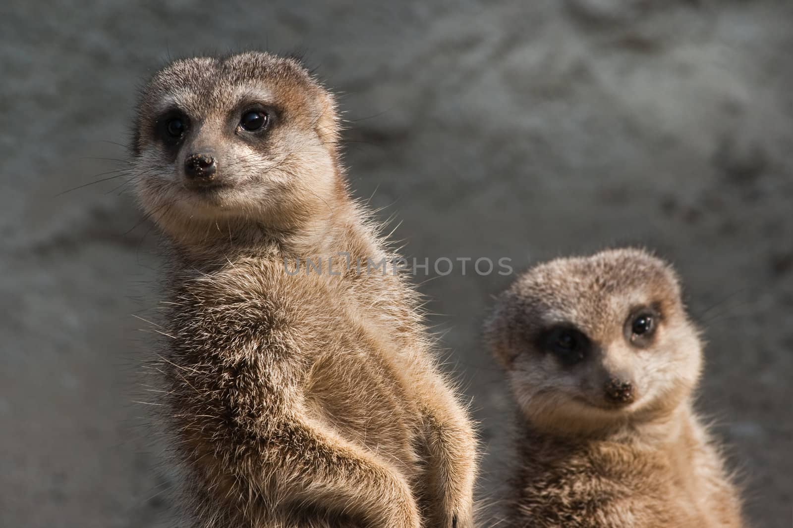 Two meerkats by Colette