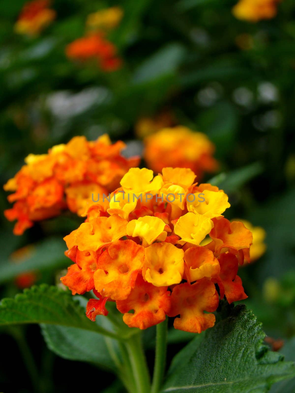 orange flowers by elvira334