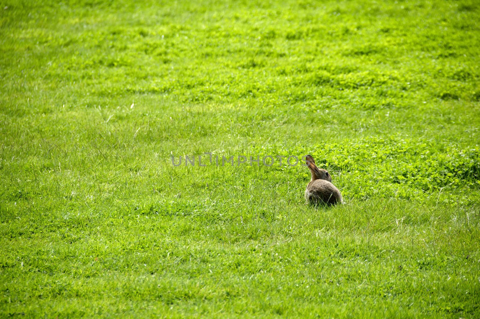 A small rabbit in a field of  grass