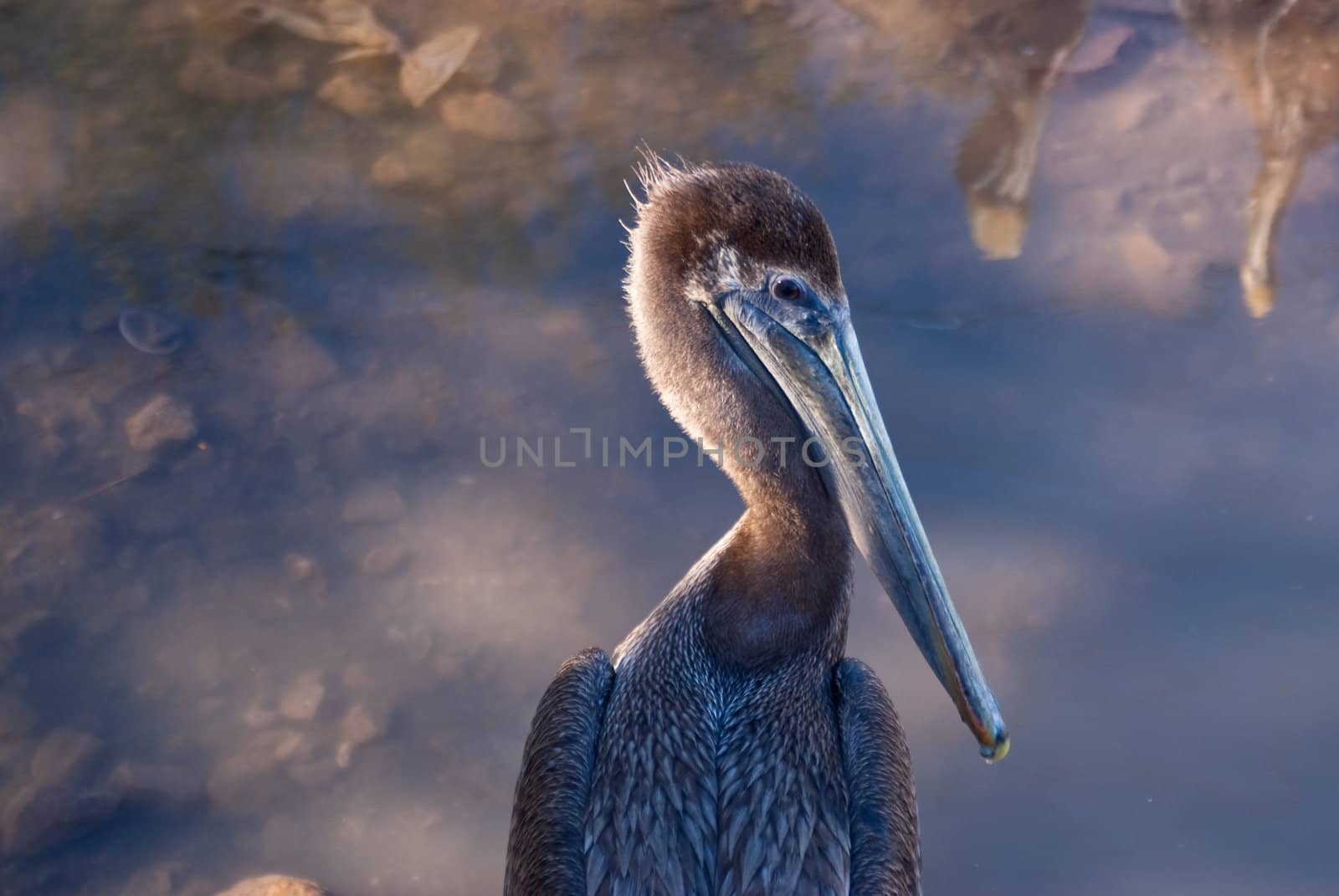 Young Pelican by emattil