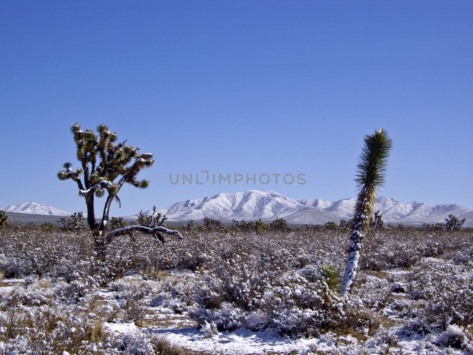 Joshua trees covered in snow in Mojave Desert USA