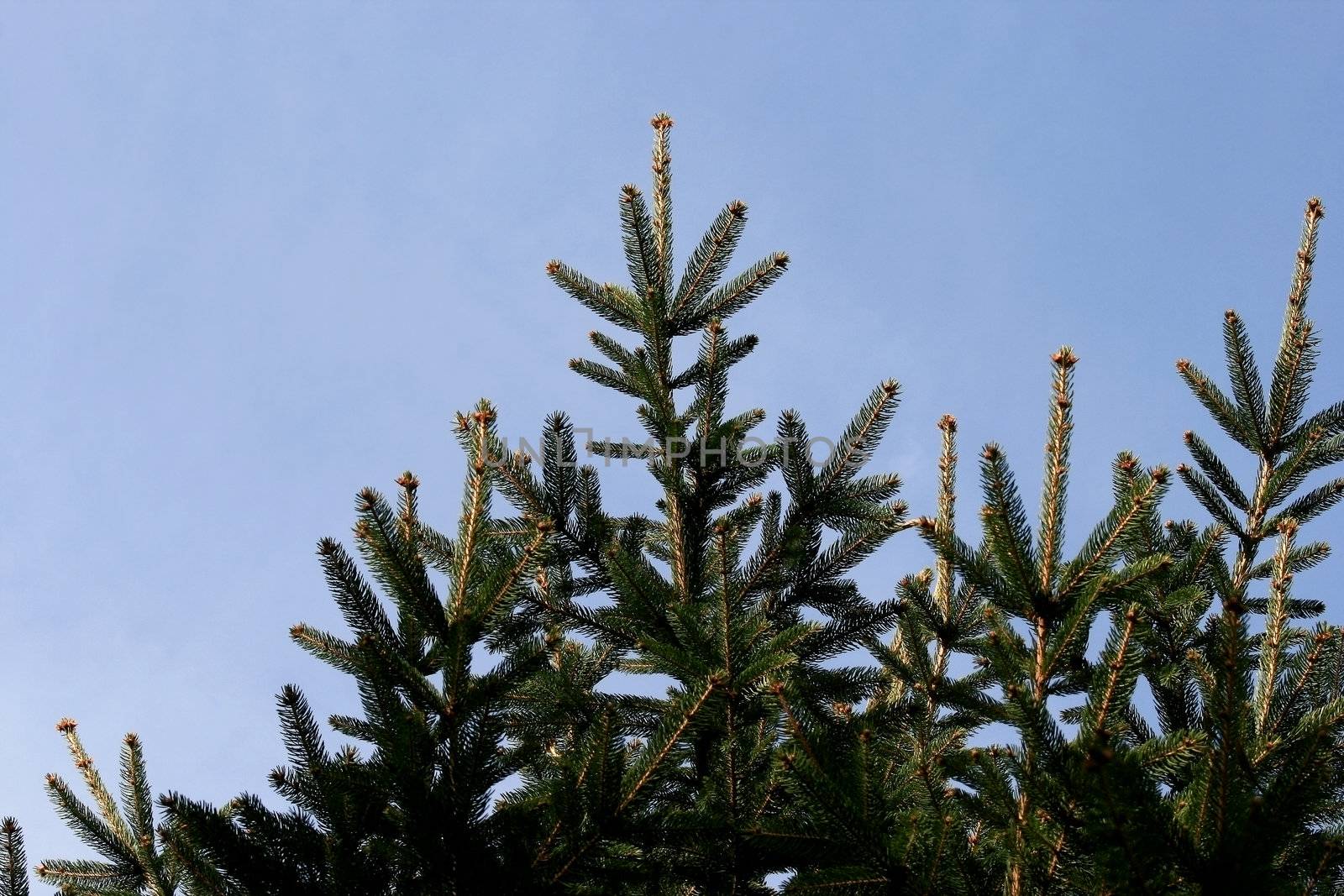 a look of pine tree top with copy space
