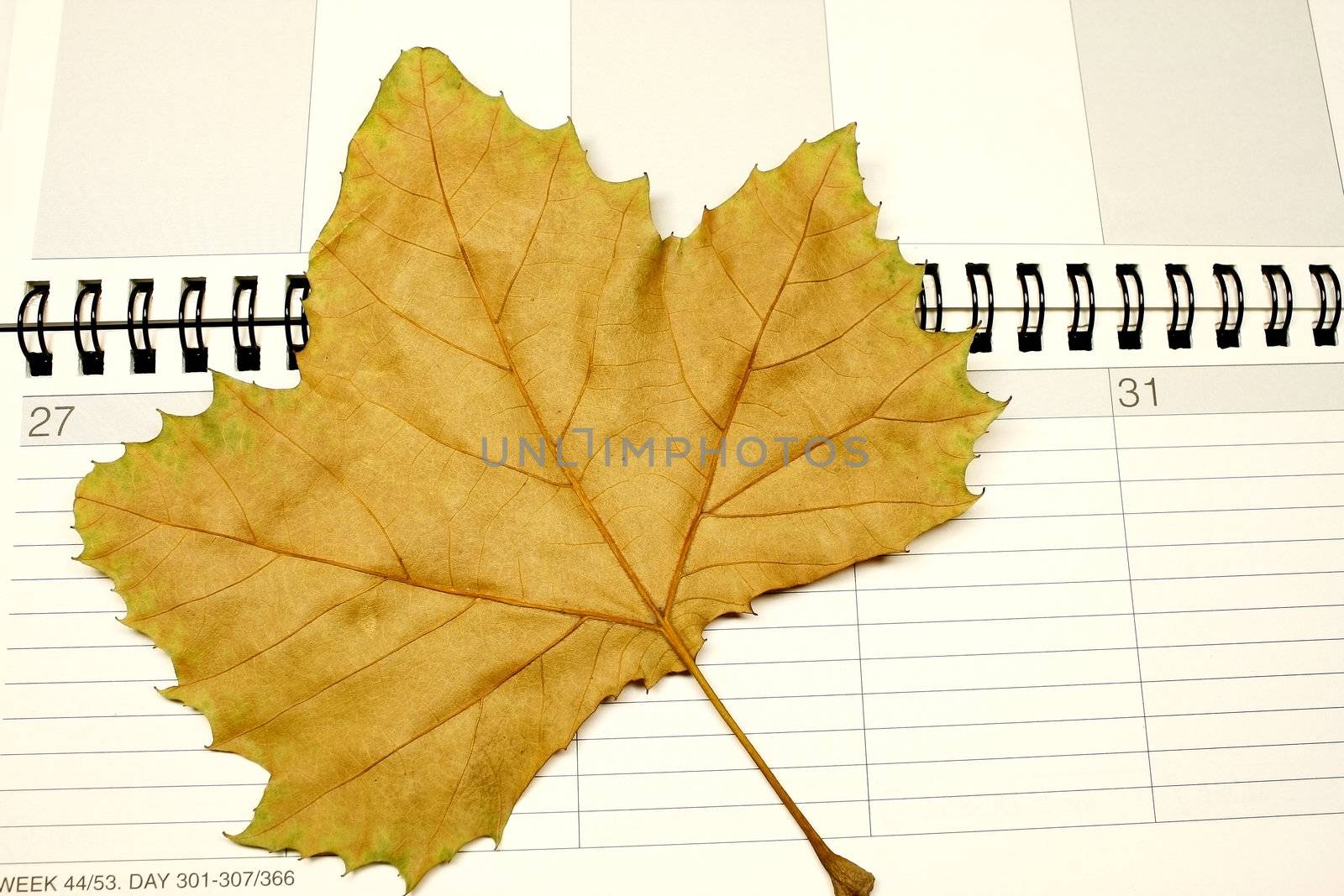 Autumn Calendar with fall leaf concept for time and schedule