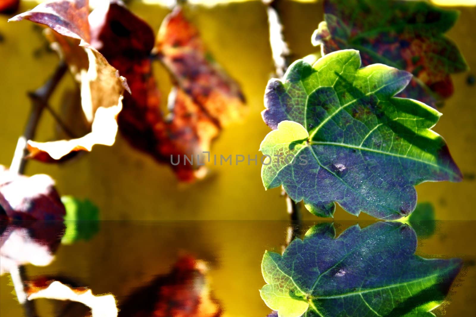 colorful autumn leaves background by sacatani