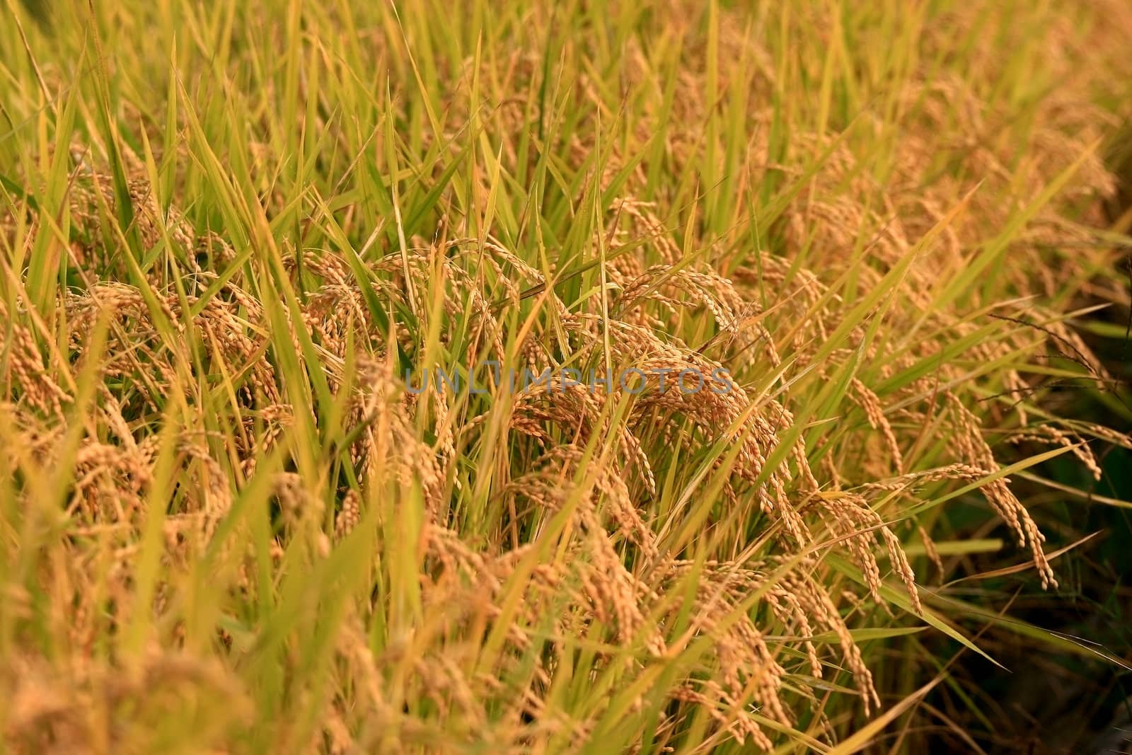 Rice golden grains fields ready to harvest