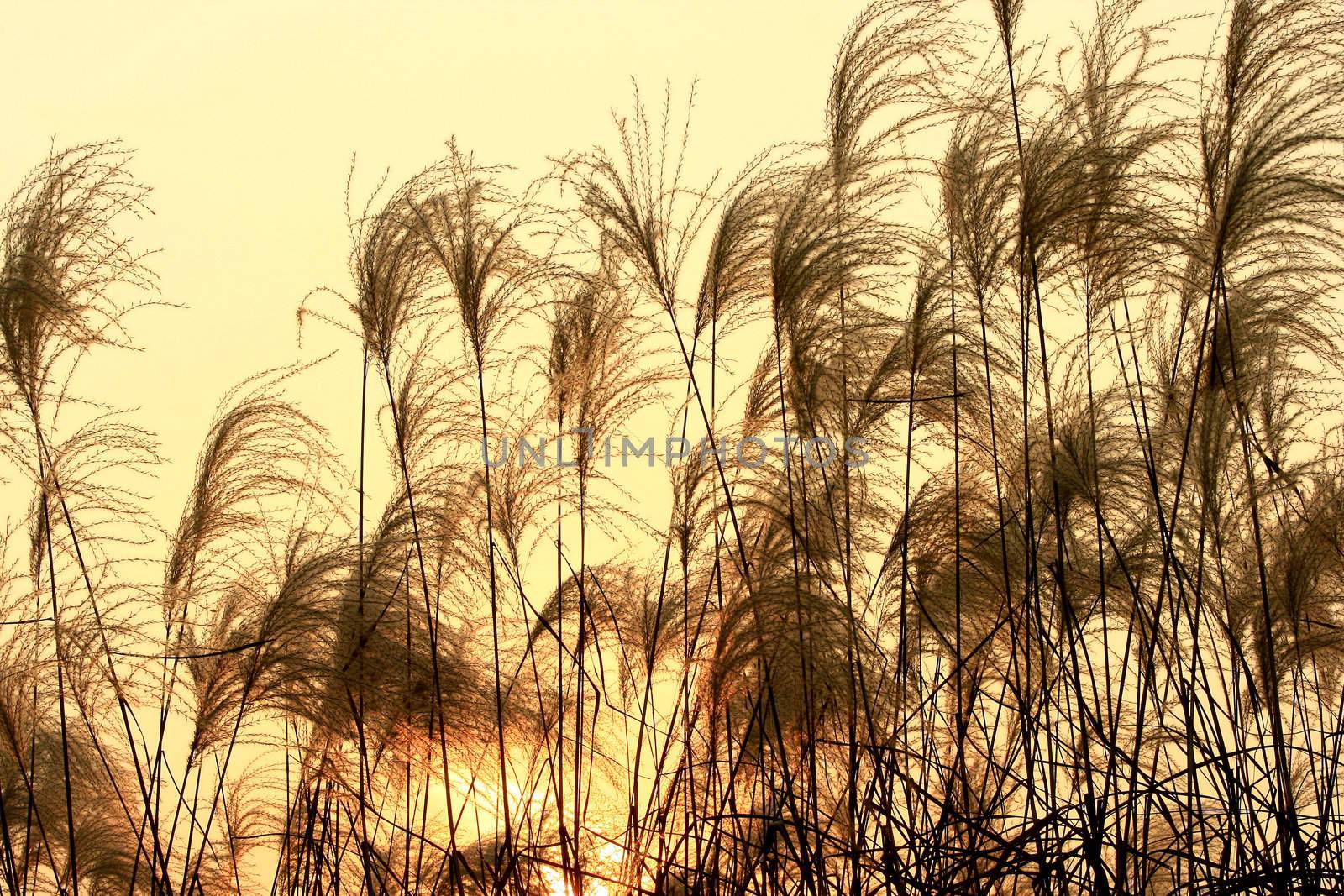 Silhouette Of Tall Grass during autumn with copyspace