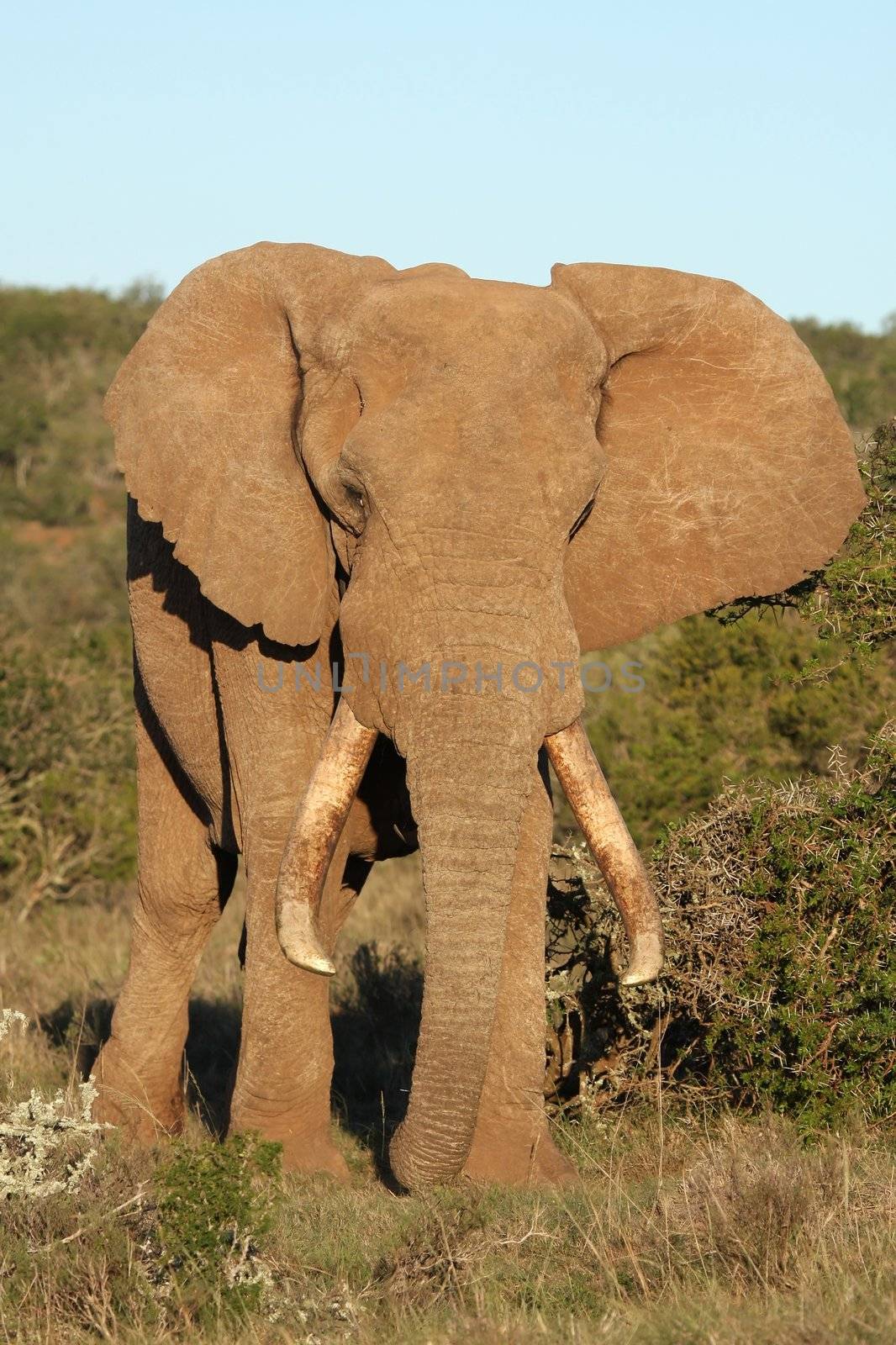 Huge African elephant bull with large tusks and ears spread