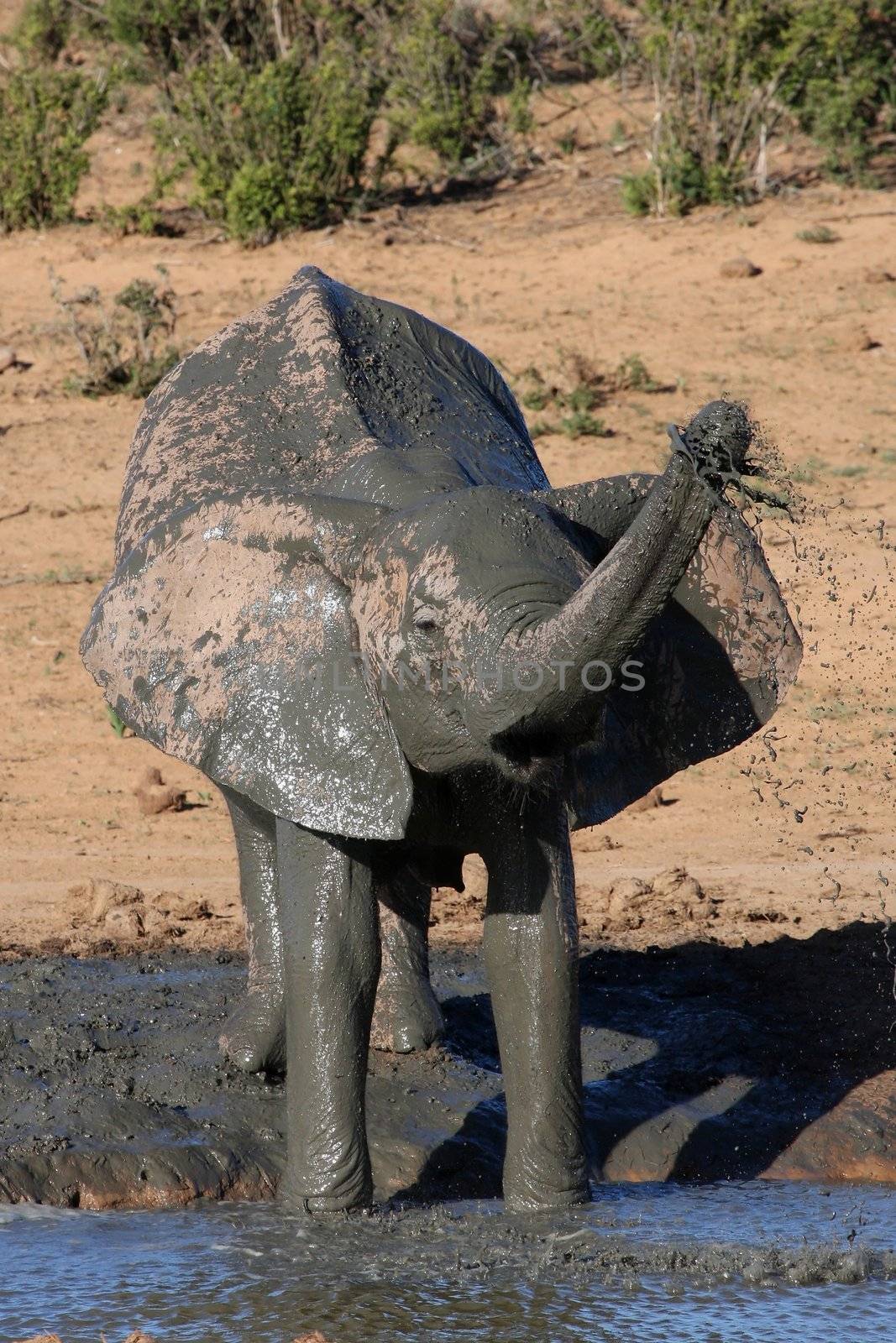 Female African elephant having a mud bath at a waterhole