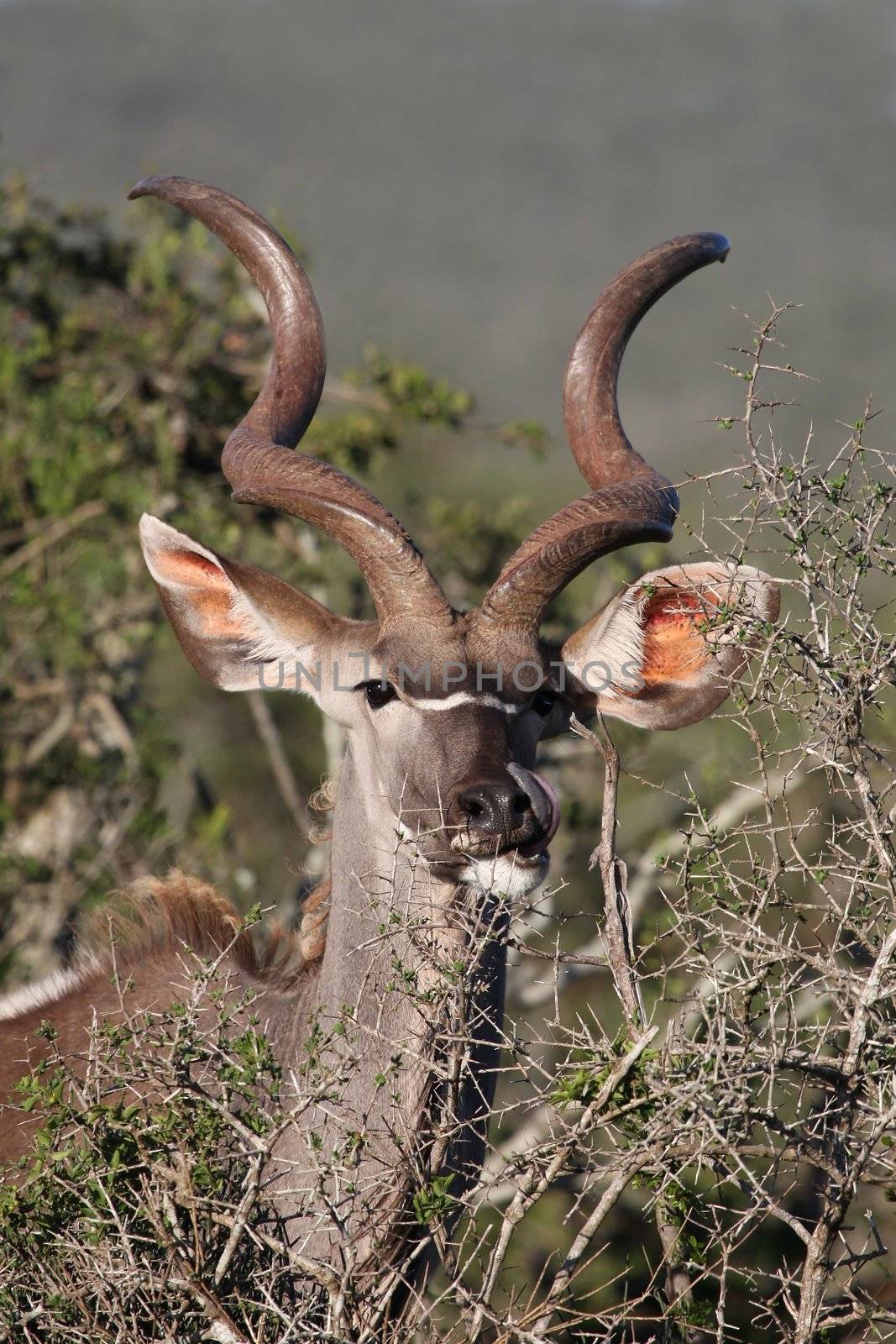 Male Kudu antelope with beautiful spiralled horns