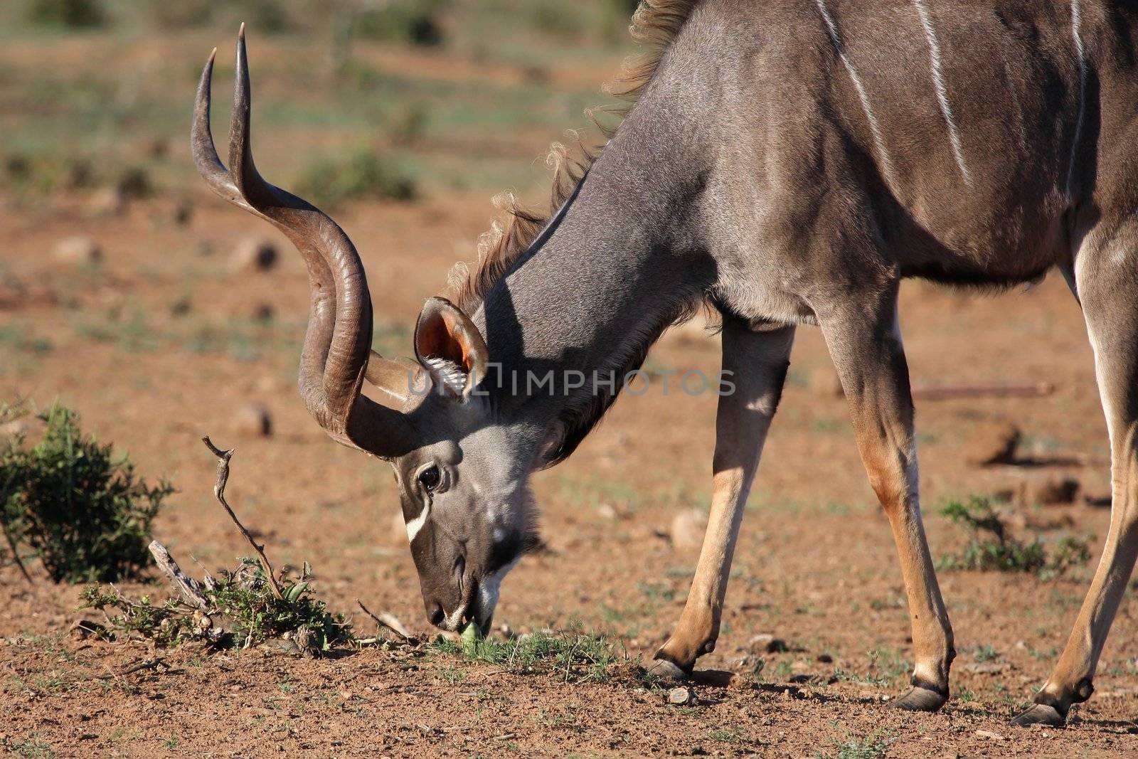Male Kudu antelope with beautiful spiralled horns eating plant shoots