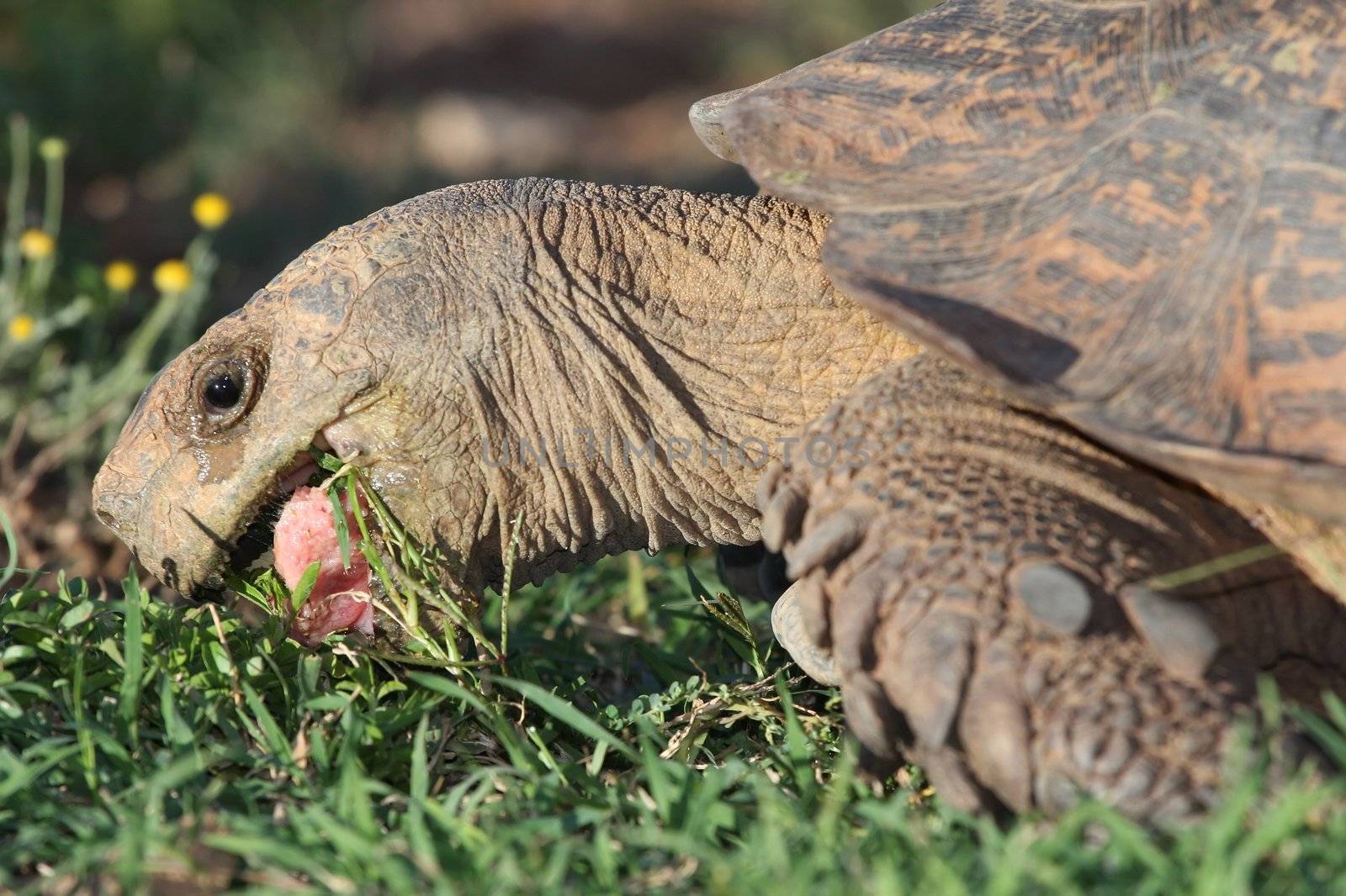 Leopard tortoise with mouth open showing pink tongue