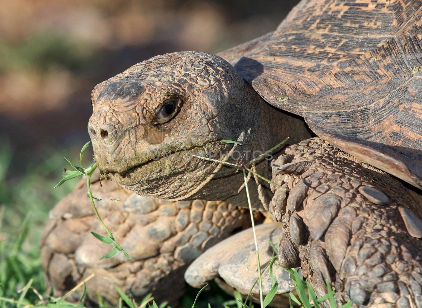 Leopard Tortoise Eating by fouroaks