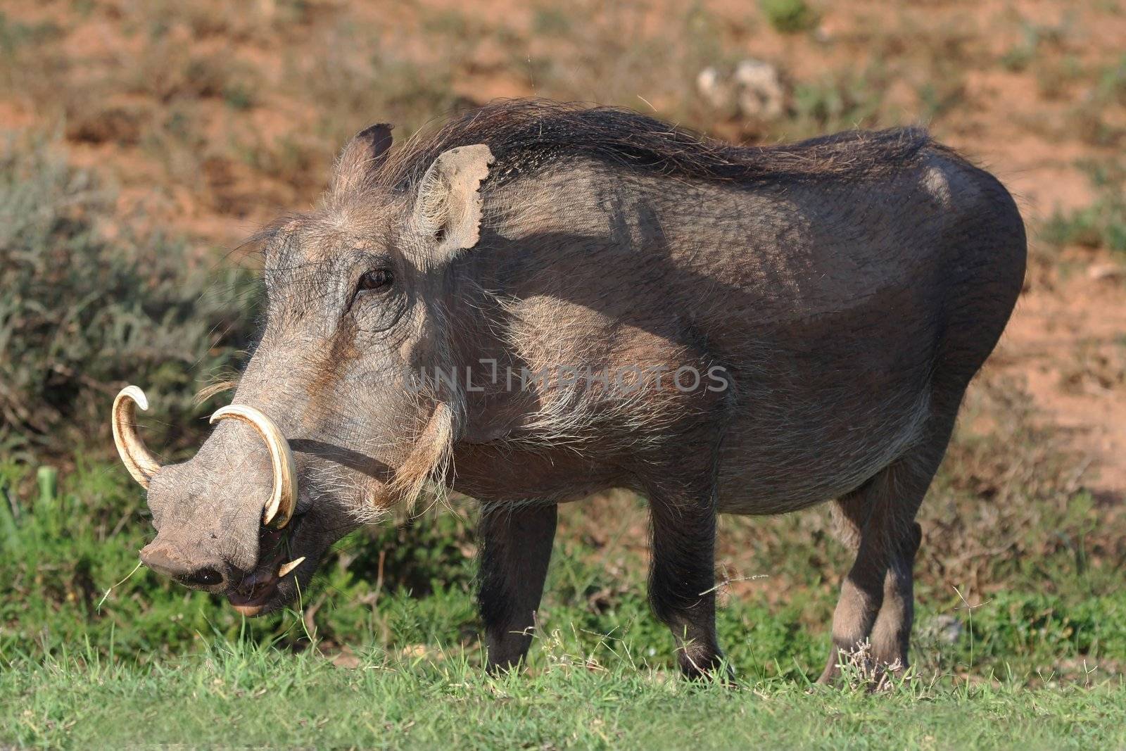 Hairy warthog with large cuved tusks eating grass