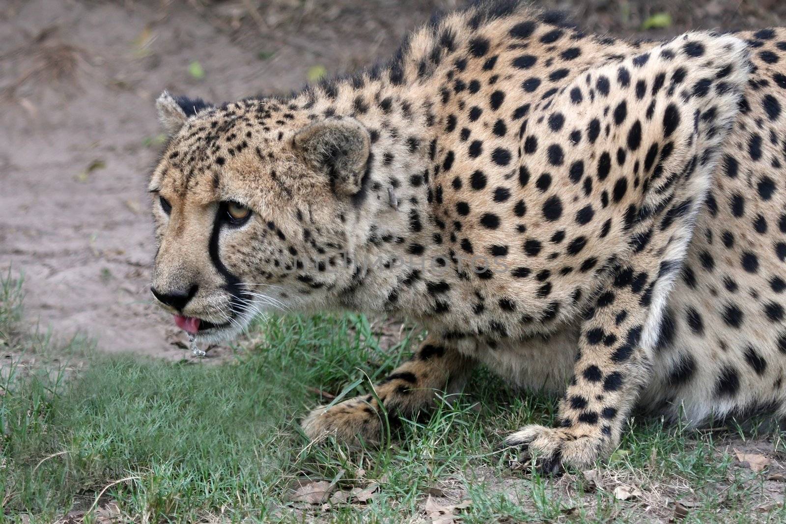 Beautiful cheetah wild cat in a crouched position