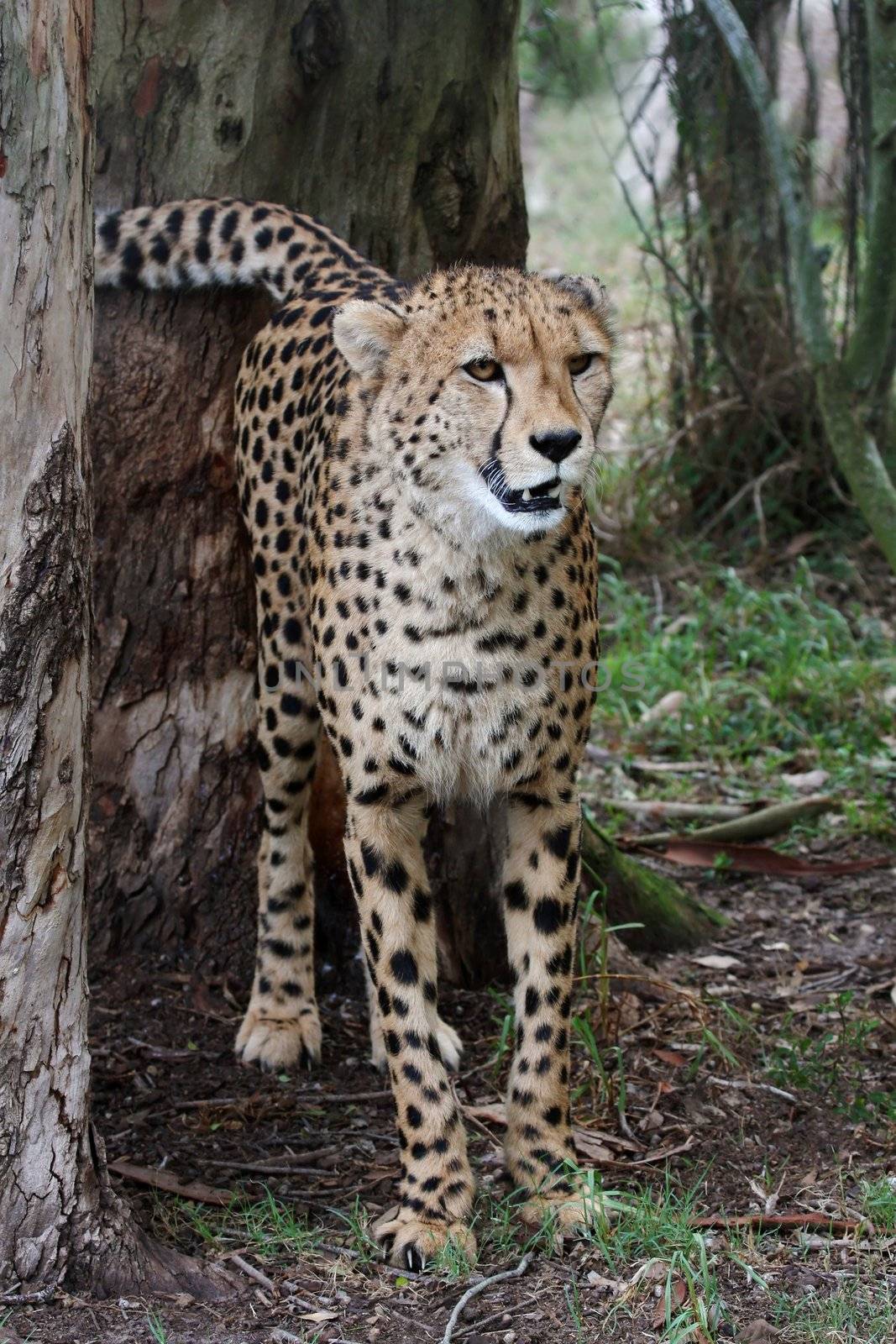 Cheetah wild cat spraying urine onto atree to mark territory