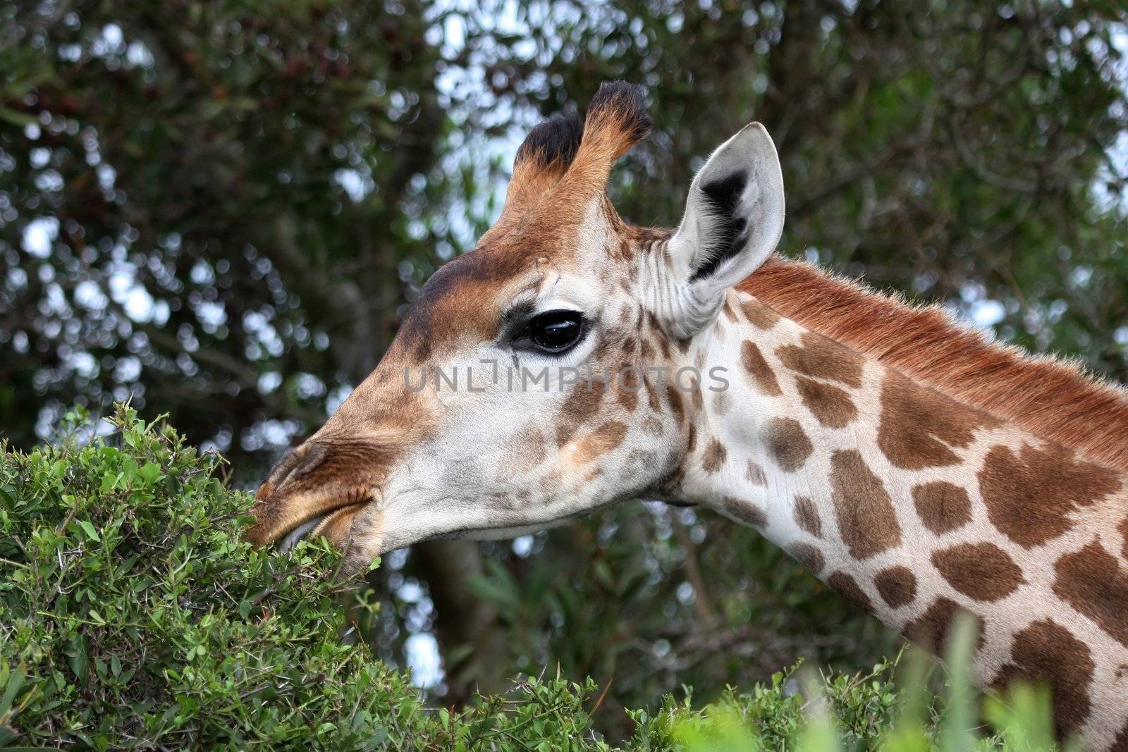 Giraffe reaching to the top of a tree to eat it's leaves