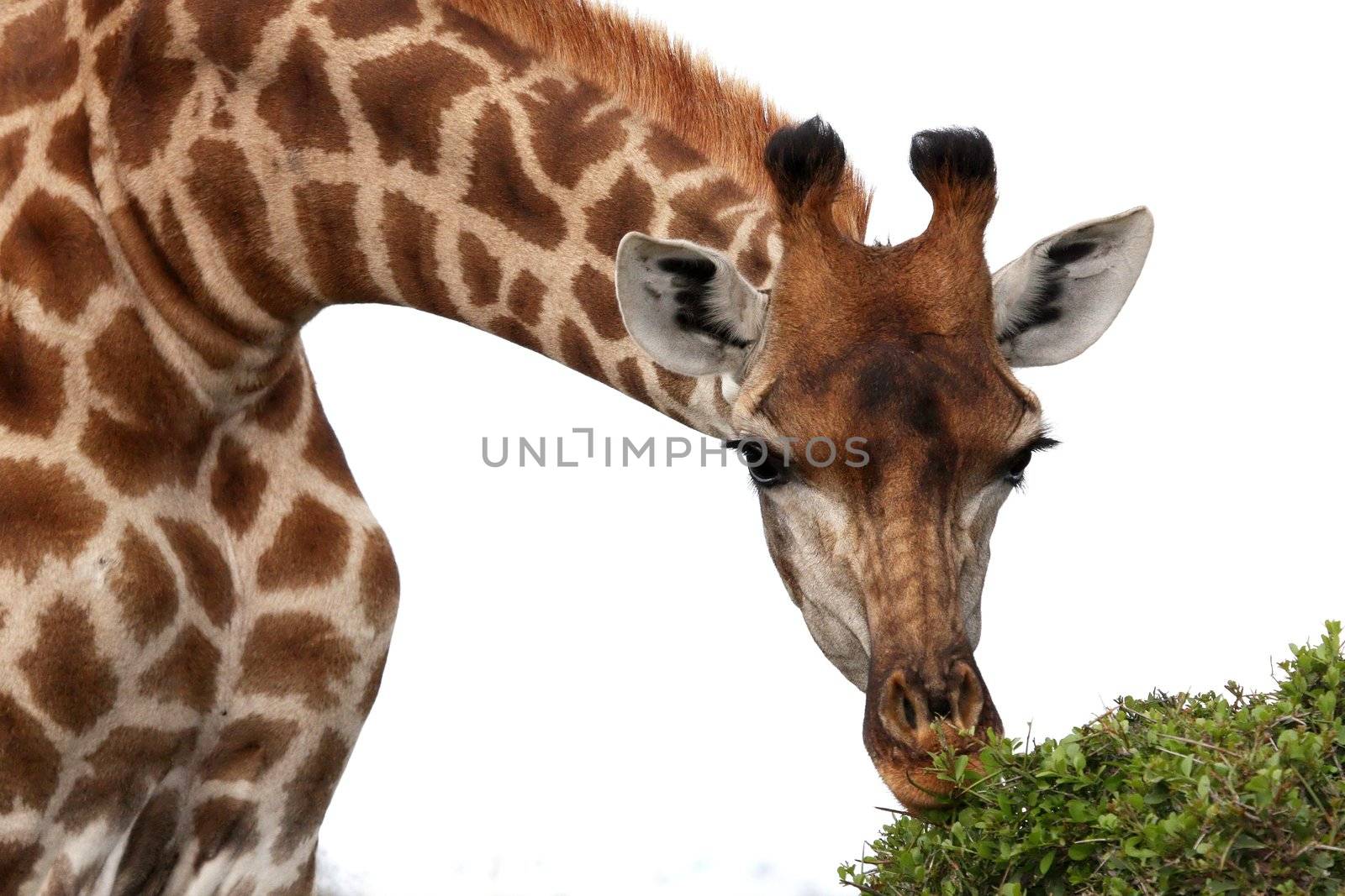 Handsome giraffe bending to feed on green leaves of a bush