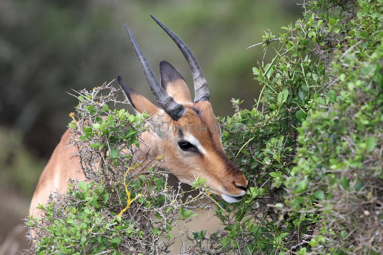 Young Impala ram reaching for succulent green leaves on a tree