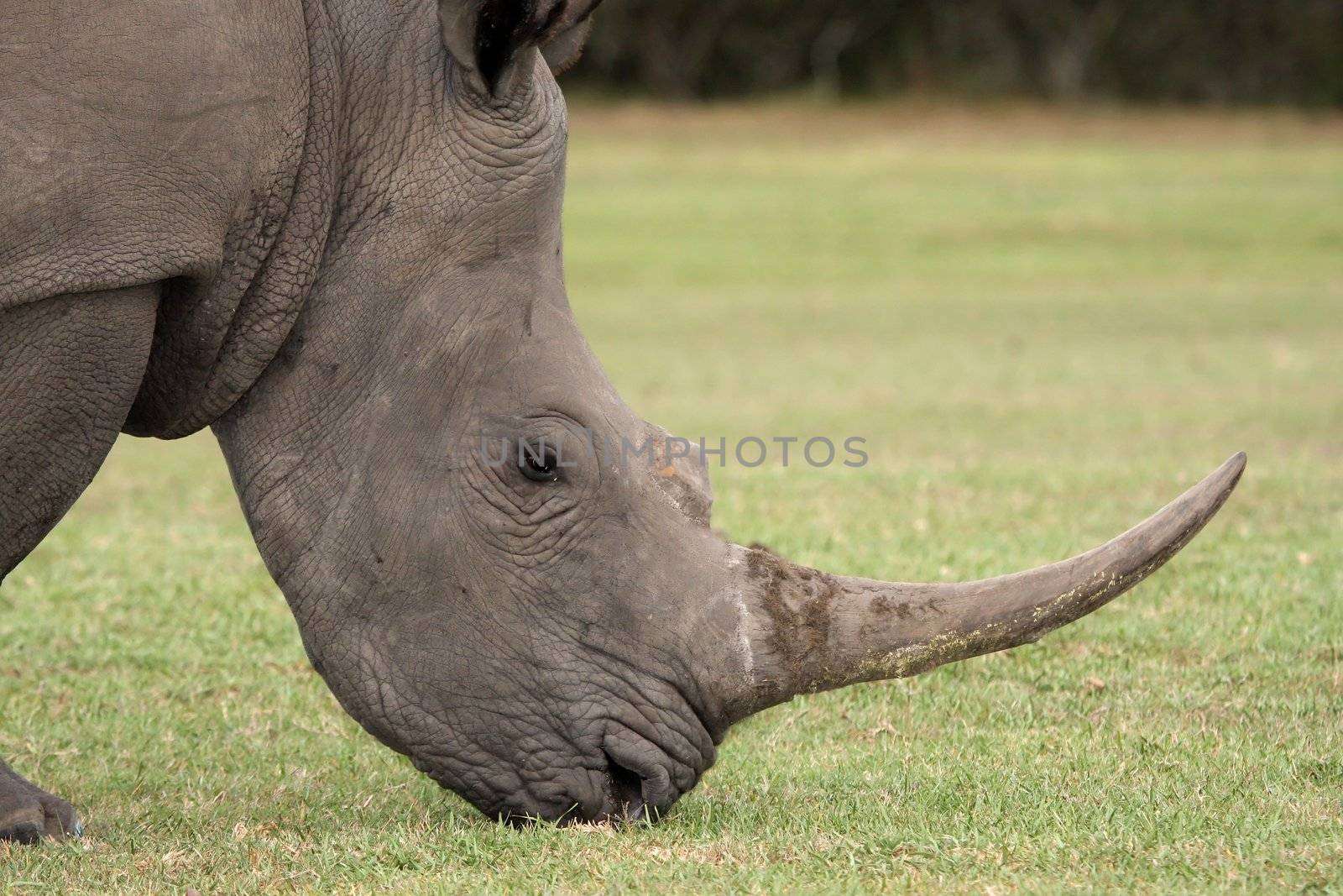 Large white rhino with huge curved horn