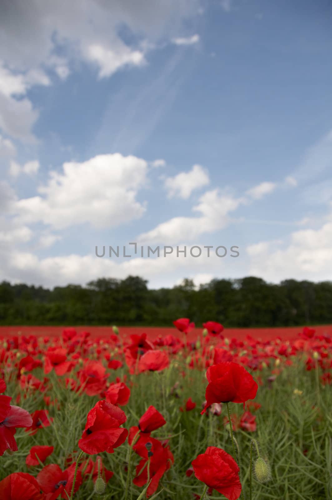 Poppy Field by mbtaichi