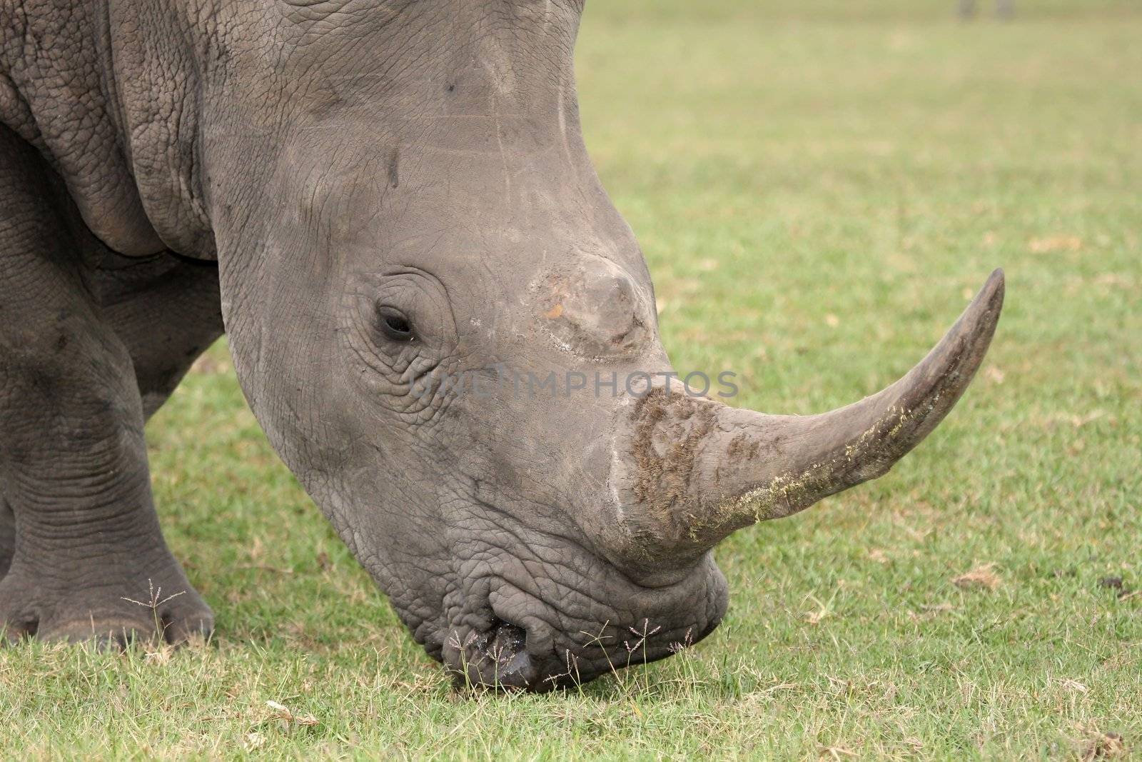 Large white rhino with huge curved horn