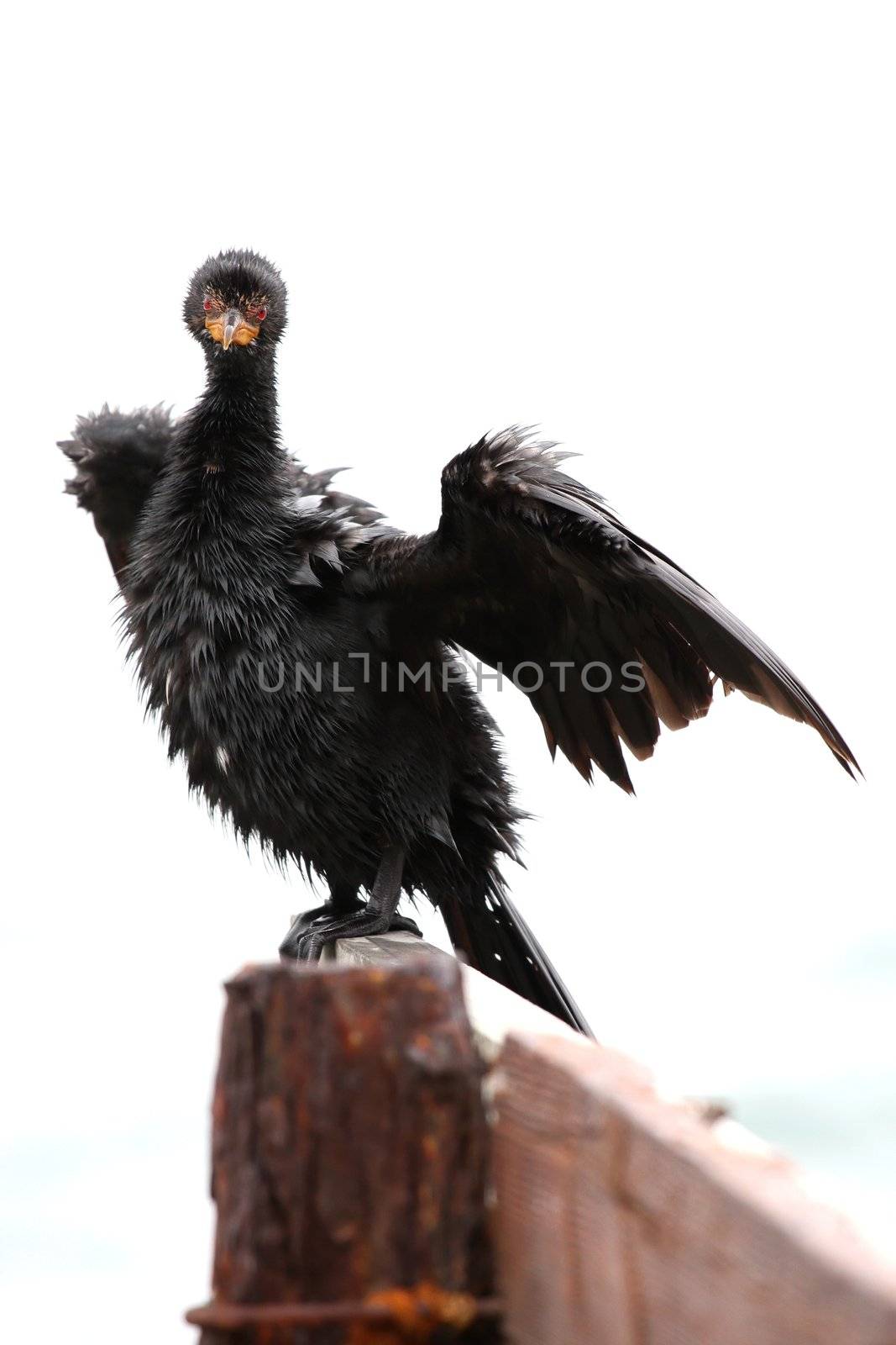 Cape cormorant bird perched on an old rusted jetty drying it's feathers