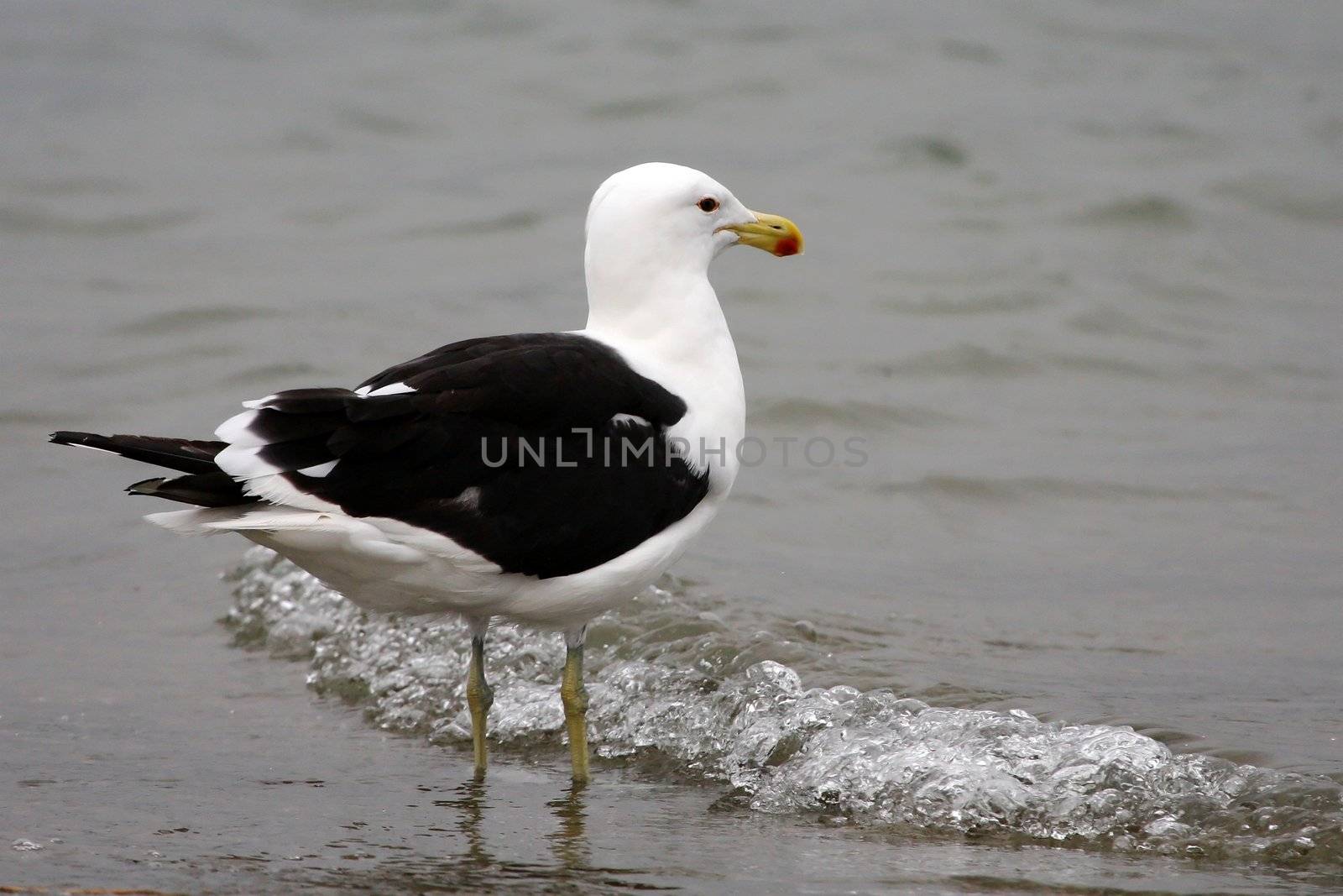 Kelp Gull bird wading in shallow water at the sea's edge