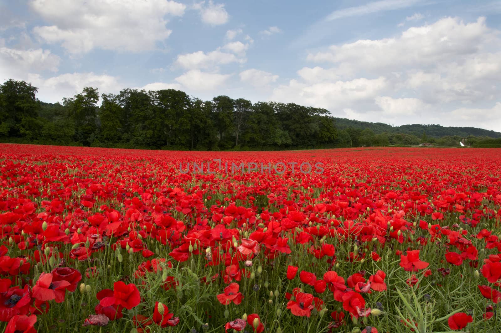 A field of poppies in the Kent countryside