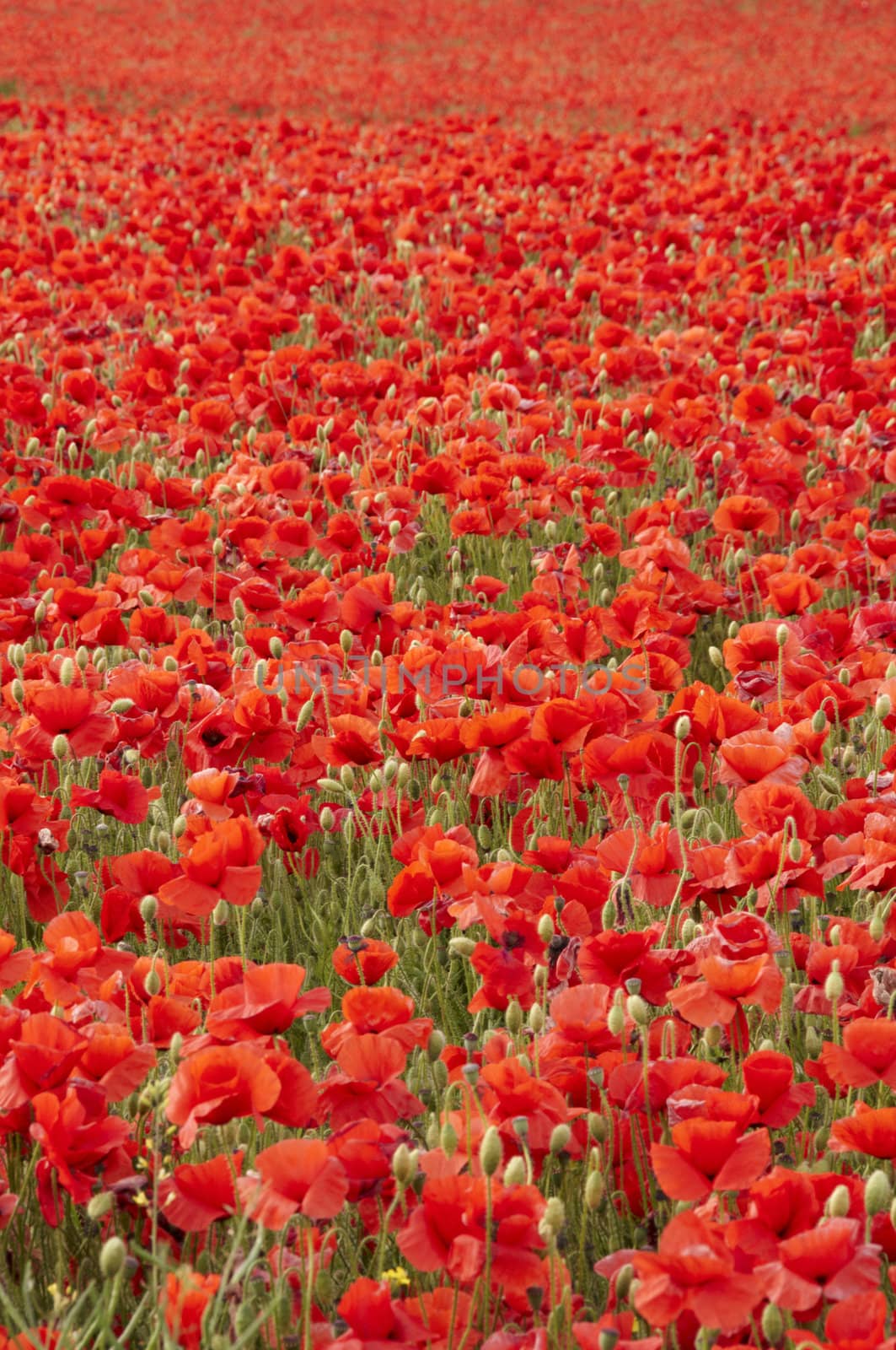 A field of poppies in the Kent countryside